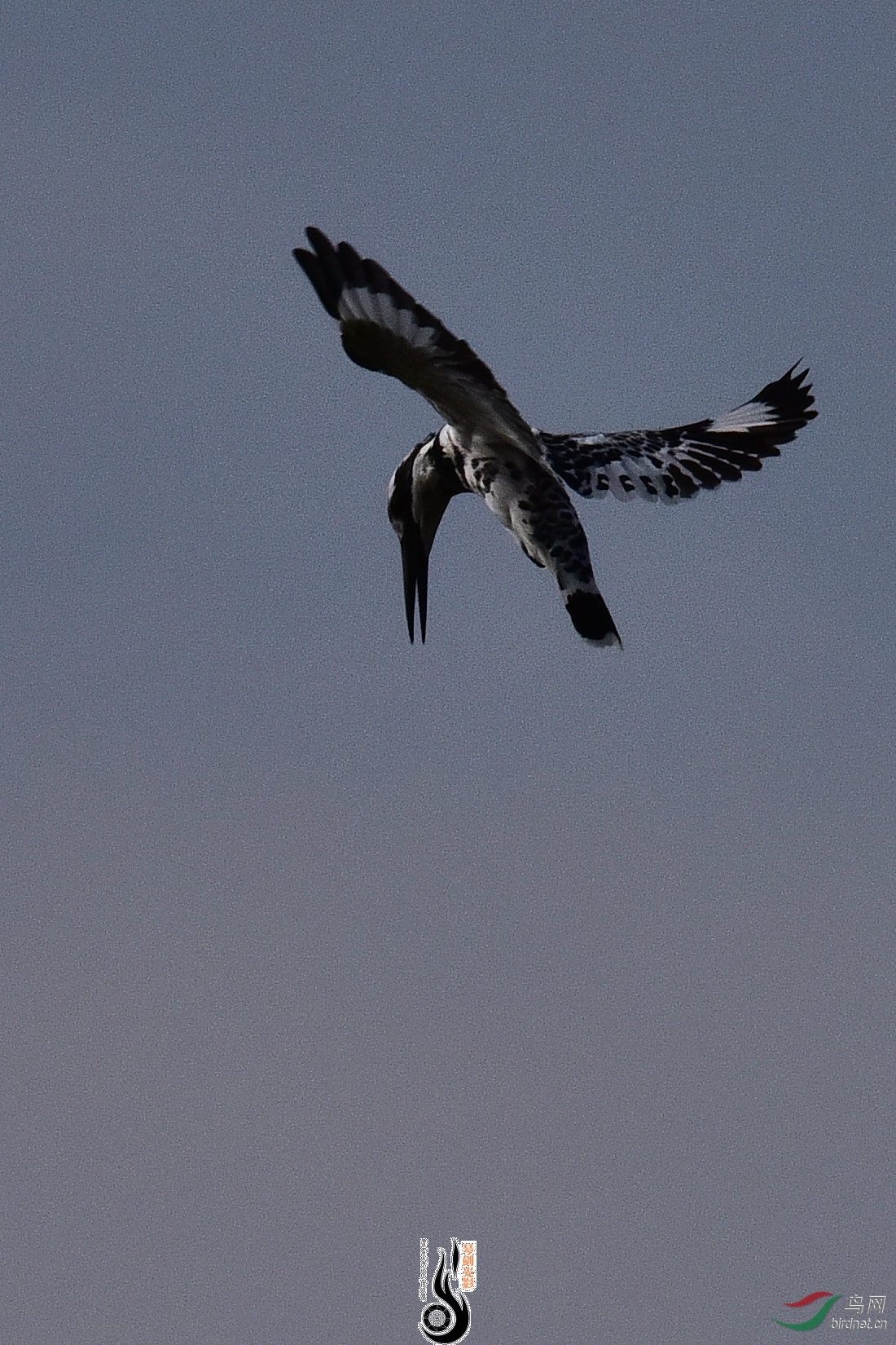 DSC_0958.JPG