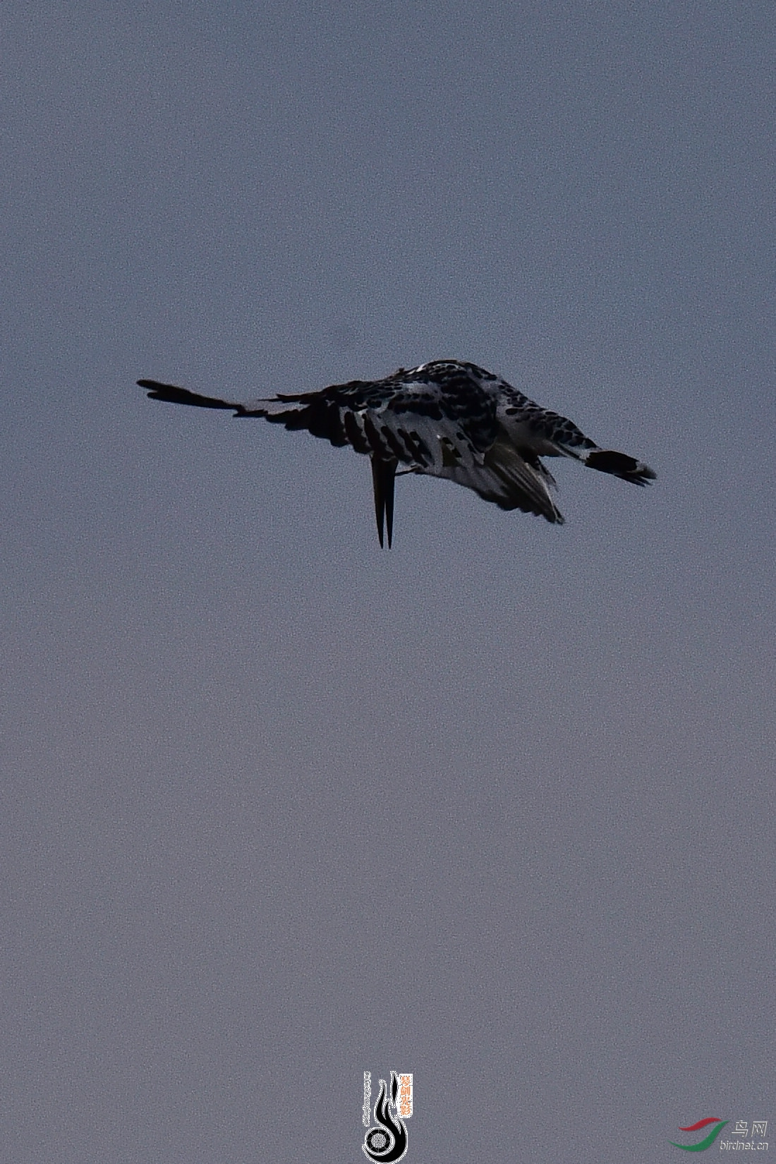 DSC_0960.JPG