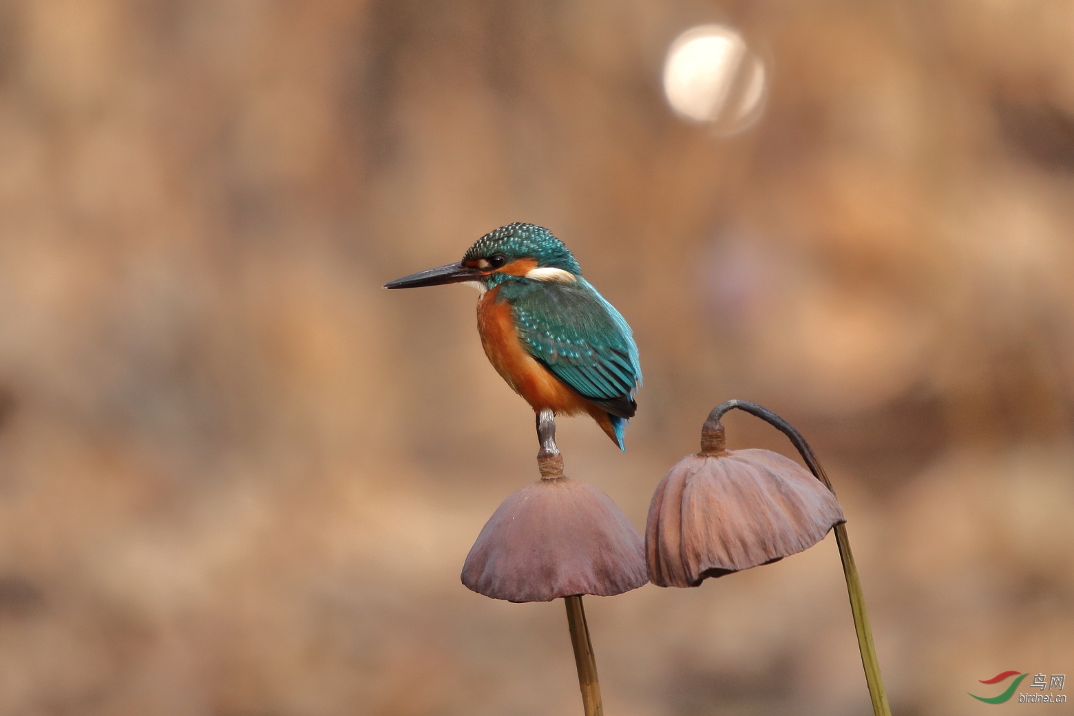 100-400c iso640