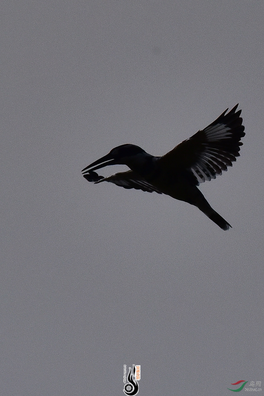 DSC_0968.JPG