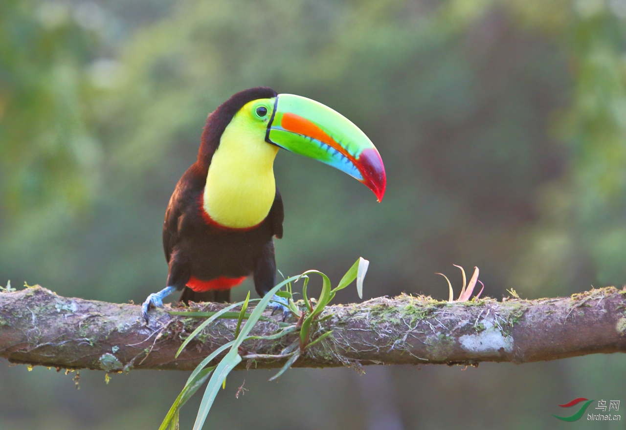 彩虹巨嘴鸟祝贺获首页精华