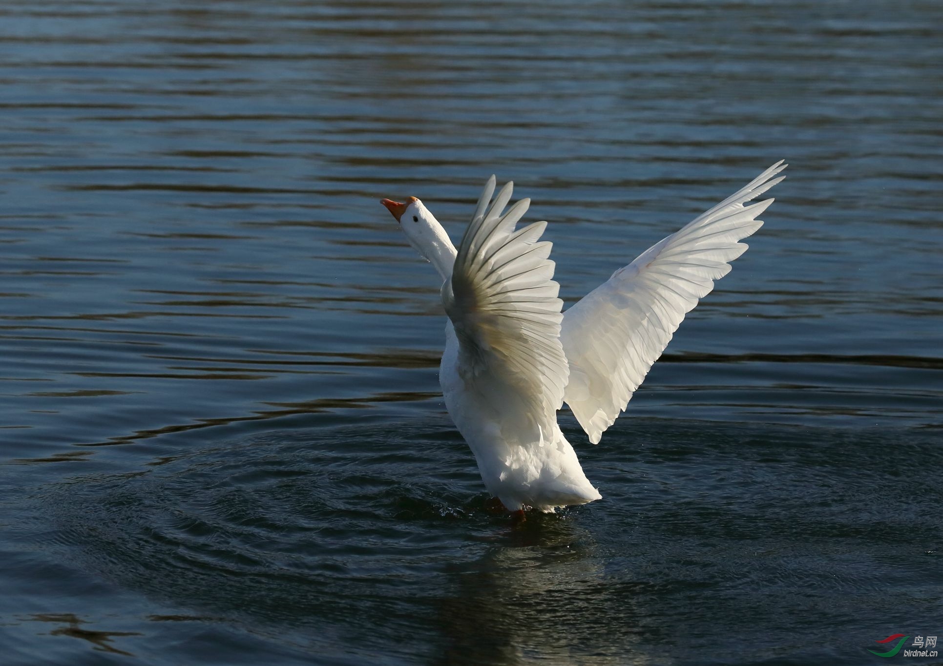 白鹅,拍于龙潭西湖公园