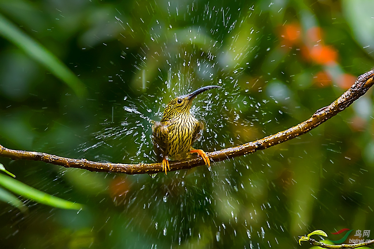 沐浴- 摄影师版 鸟网