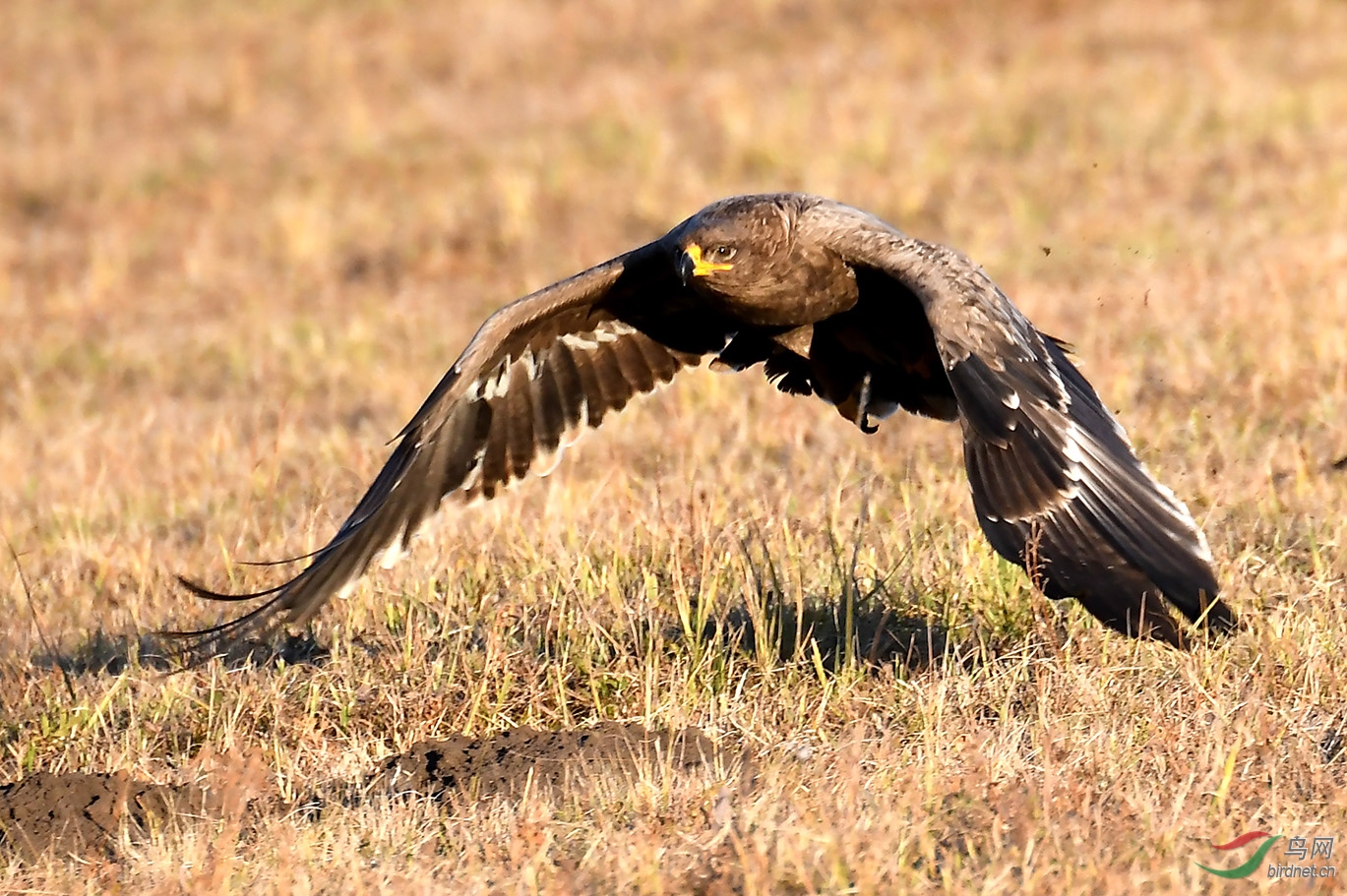 金秋草原雕雕 - 内蒙古版 neimenggu 鸟网