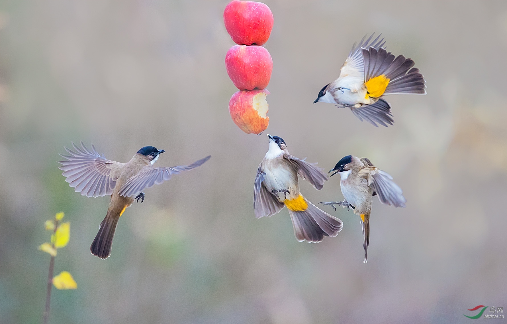 四只小鸟争抢苹果