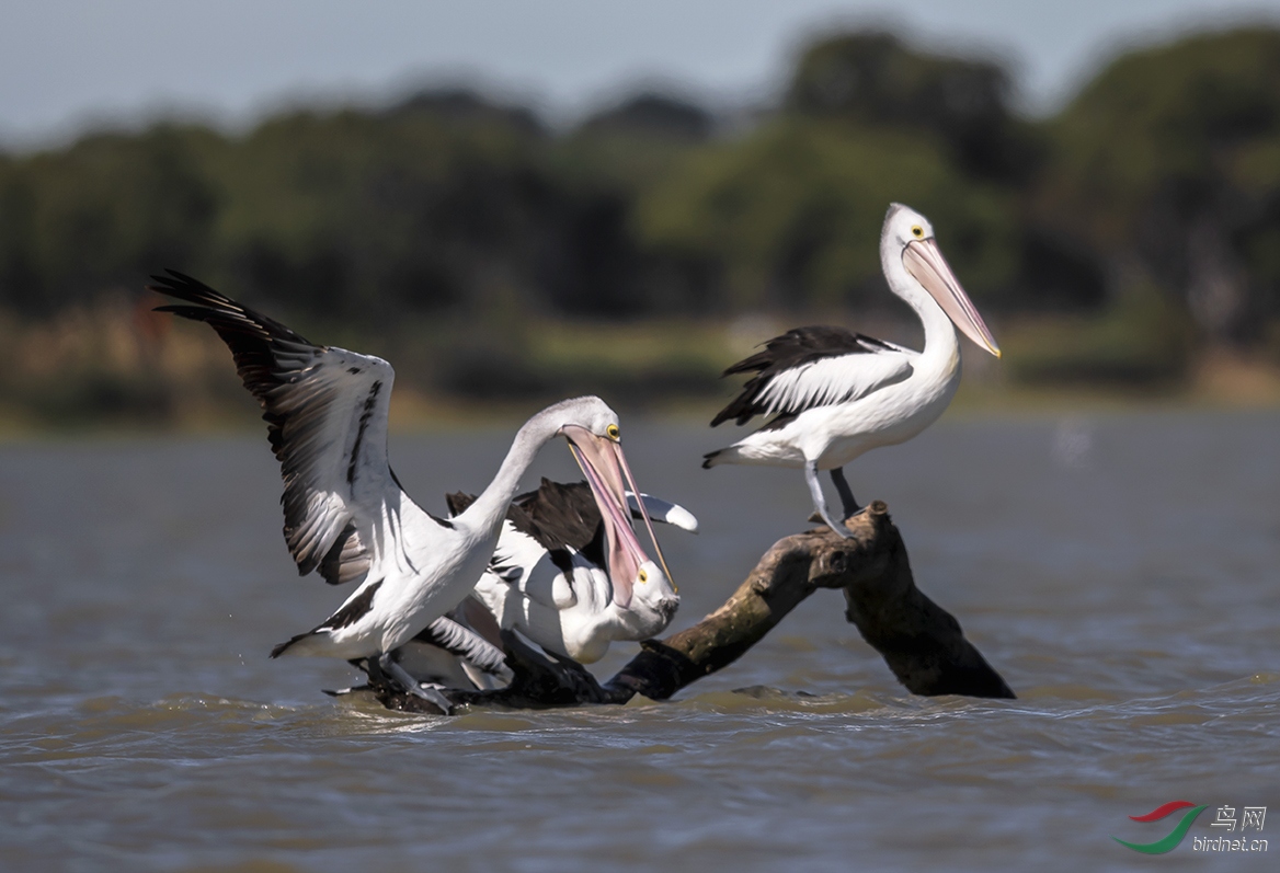 ץ���ڰ���Burrumbeet����