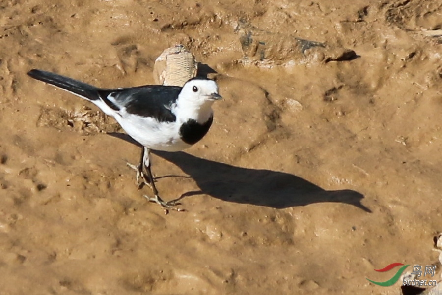 这种鸟学名叫什么我家乡是叫牛屎丁的