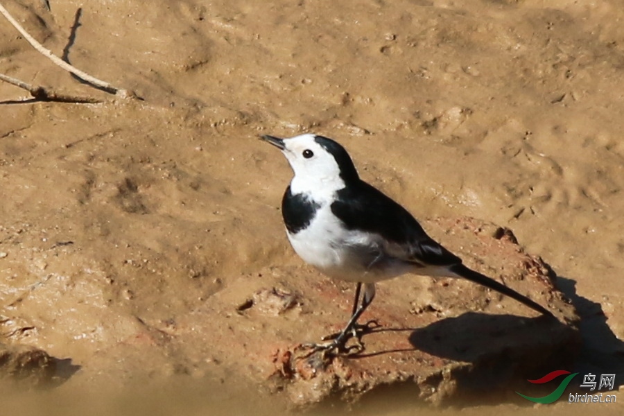 这种鸟学名叫什么我家乡是叫牛屎丁的