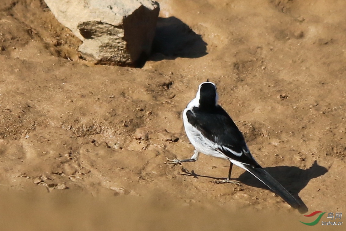 这种鸟学名叫什么?我家乡是叫牛屎丁的.