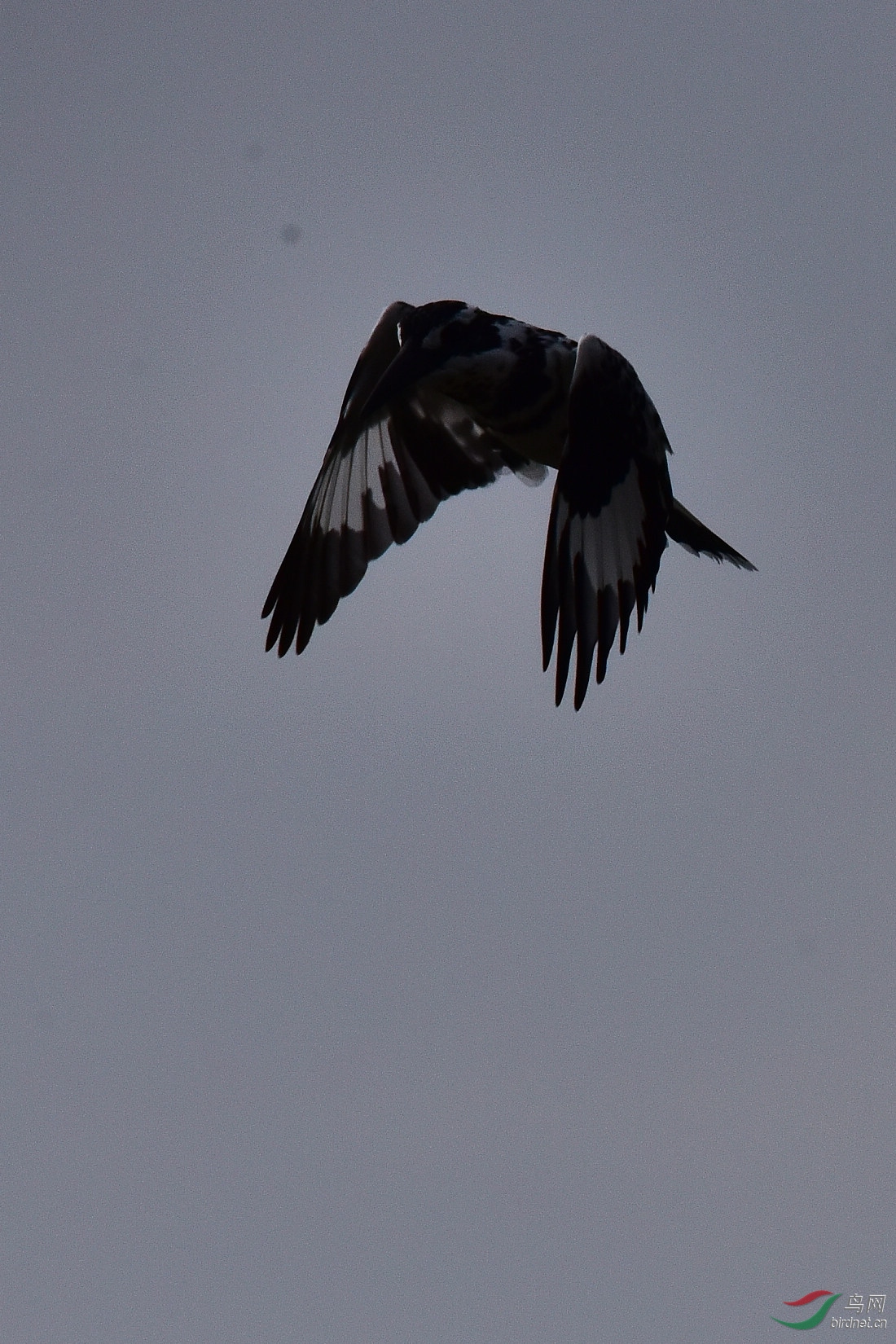 DSC_0981.JPG