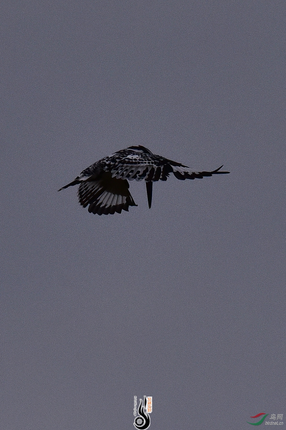 DSC_0992.JPG