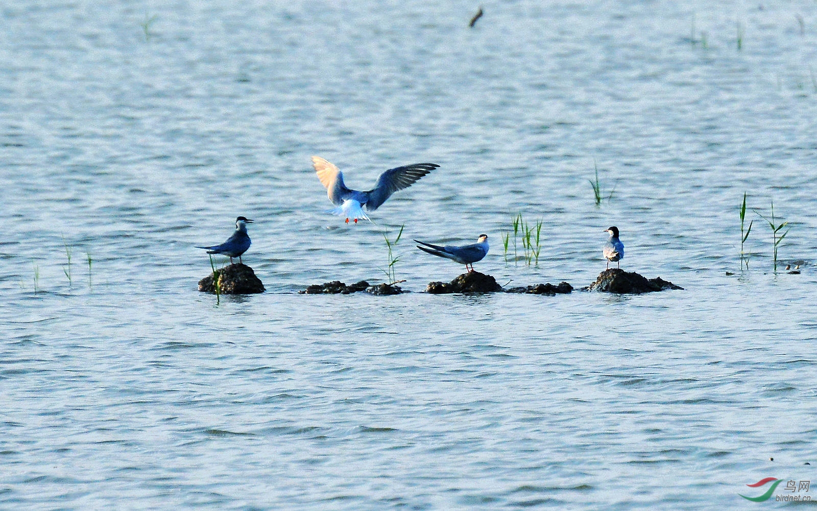 DSC_1408.JPG