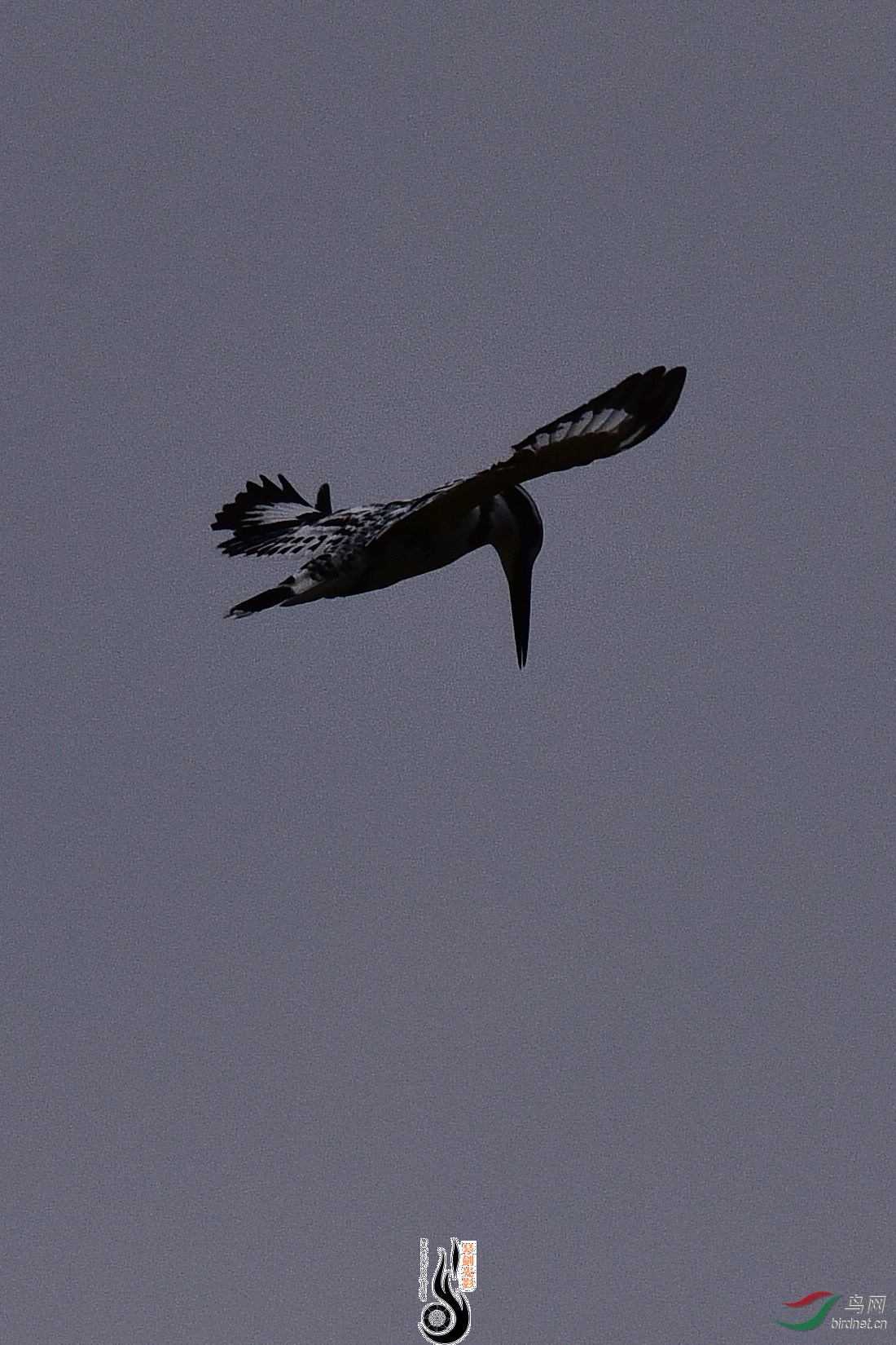 DSC_0993.JPG