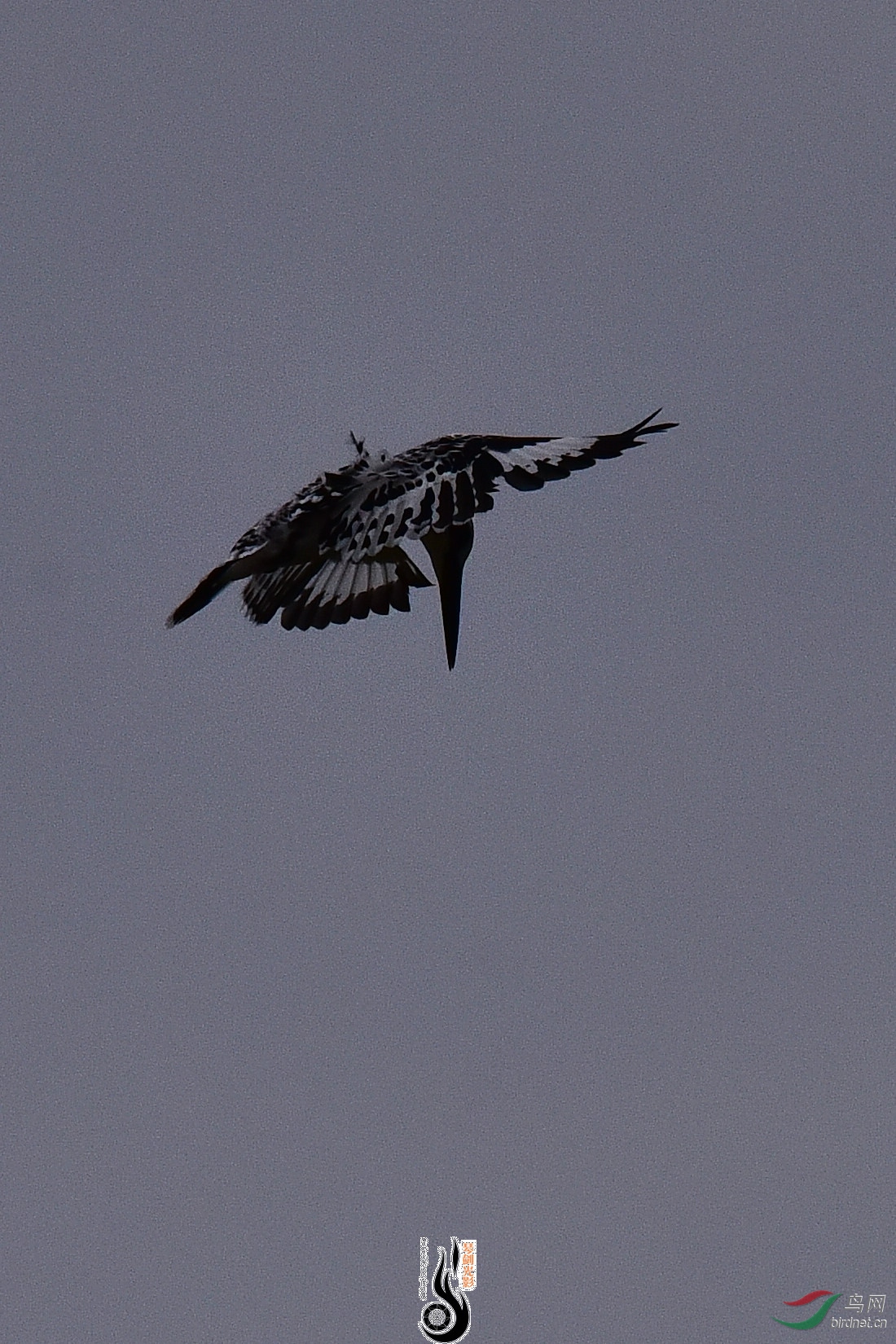 DSC_0997.JPG