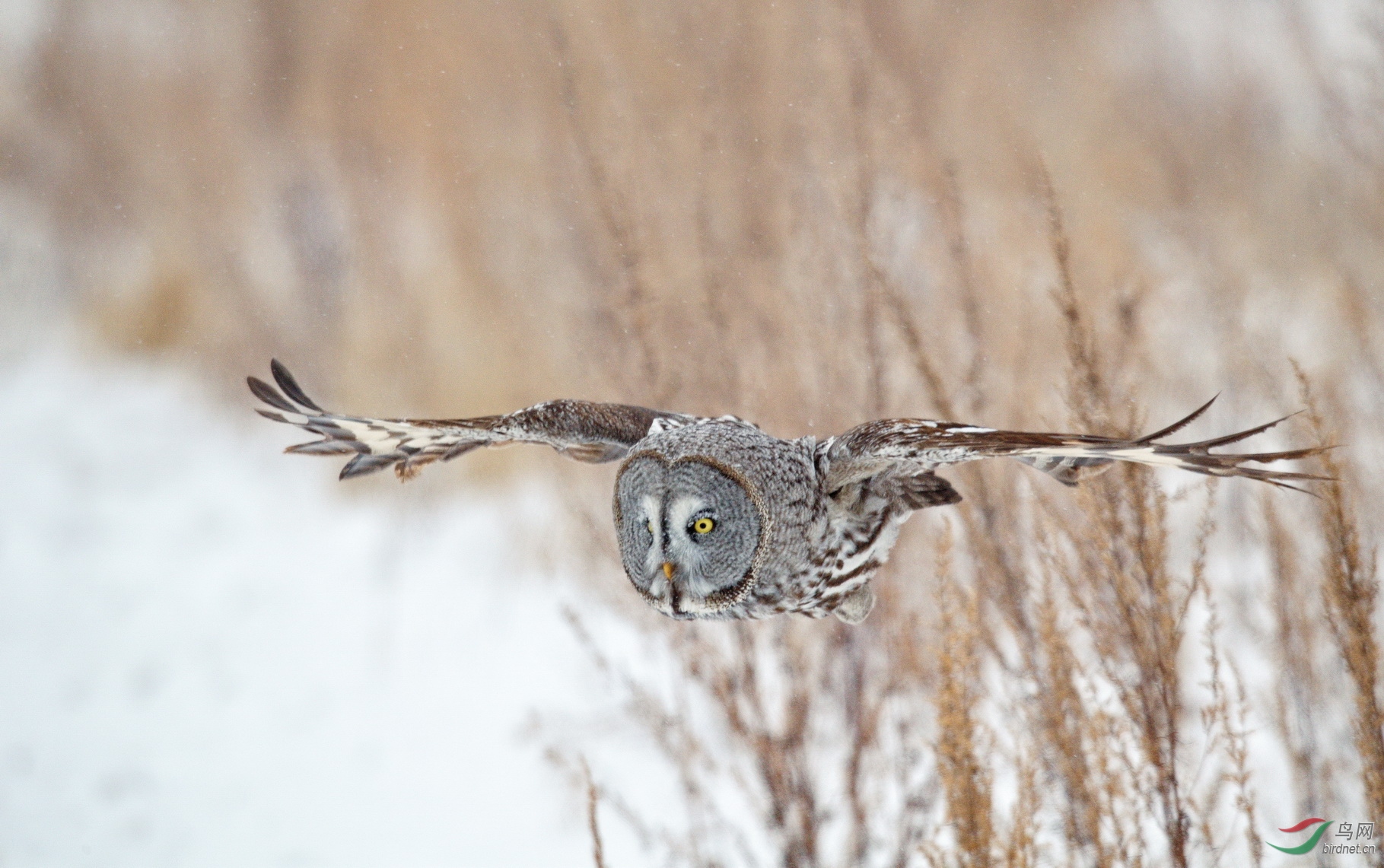 DSC_2595-1.jpg