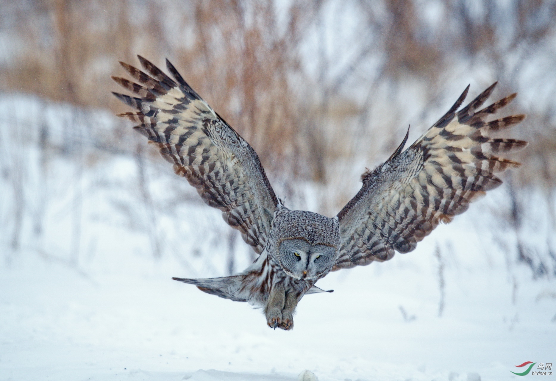 DSC_2806-1.jpg