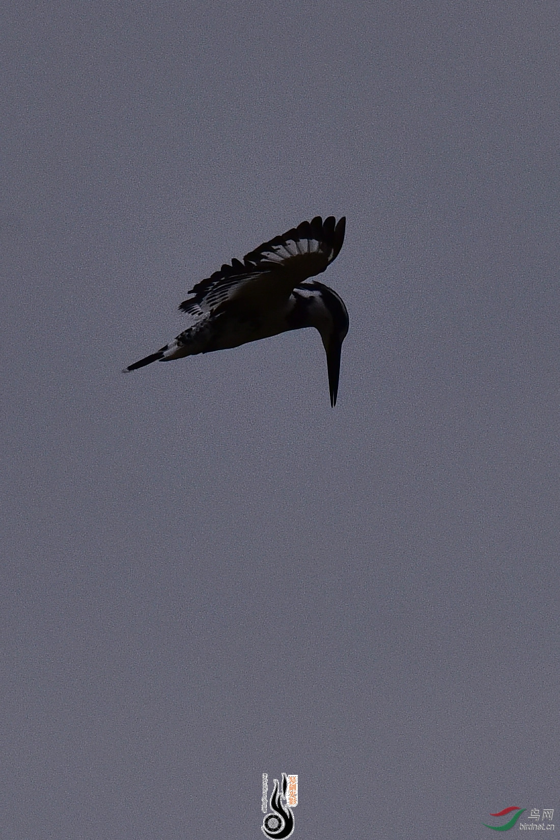 DSC_1002.JPG
