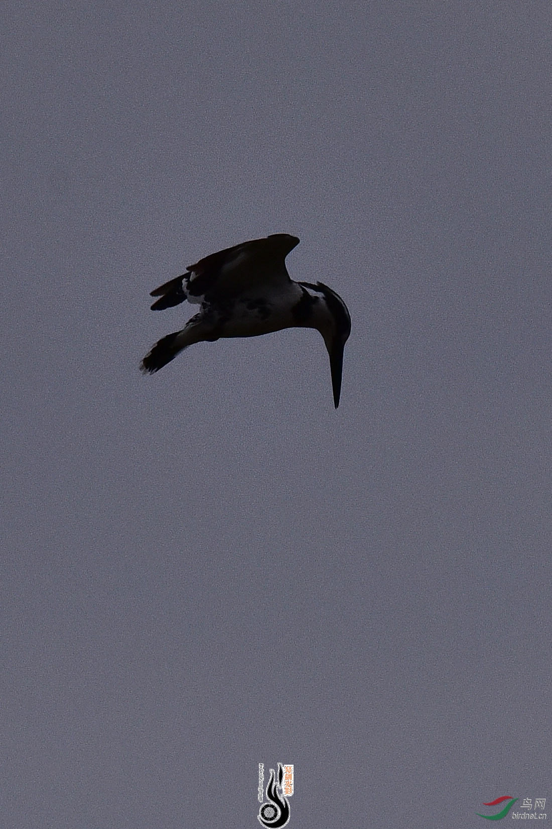 DSC_1003.JPG