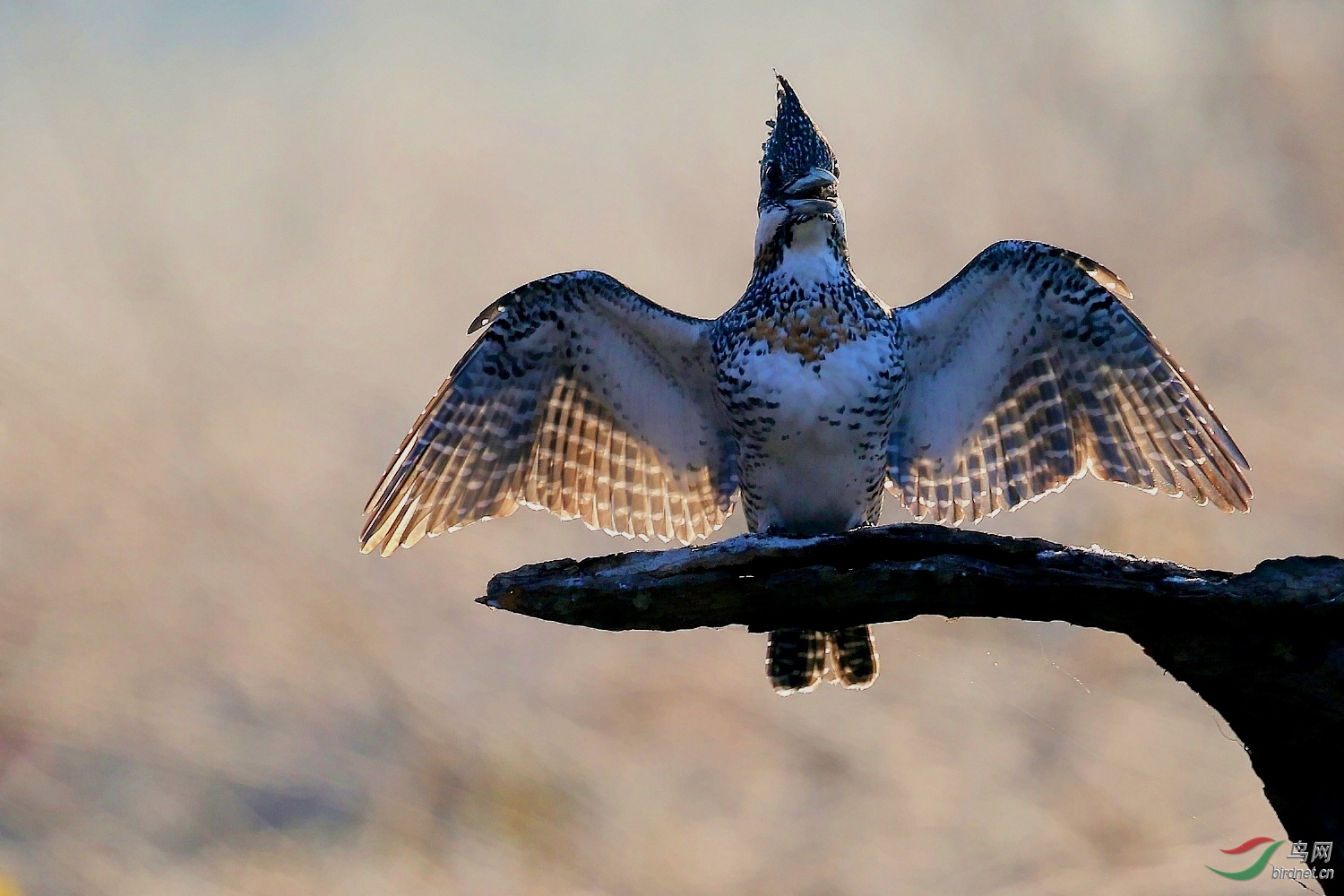 2017.12����.�������� 2209_conew4.jpg