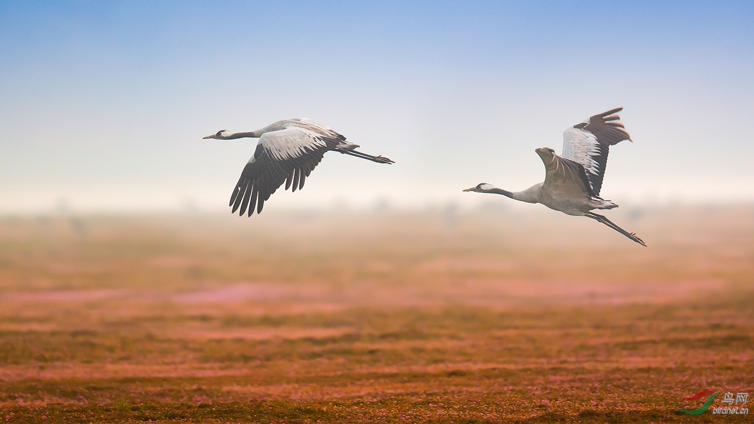 花海鹤飞