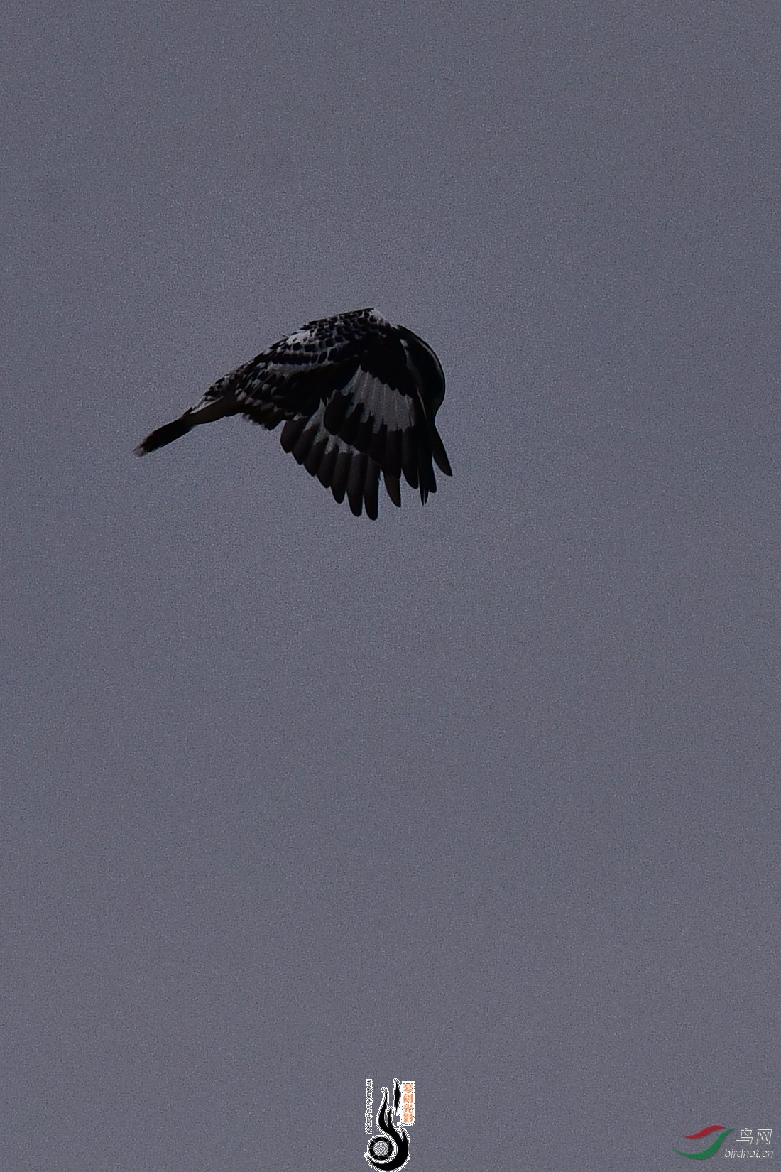 DSC_1004.JPG