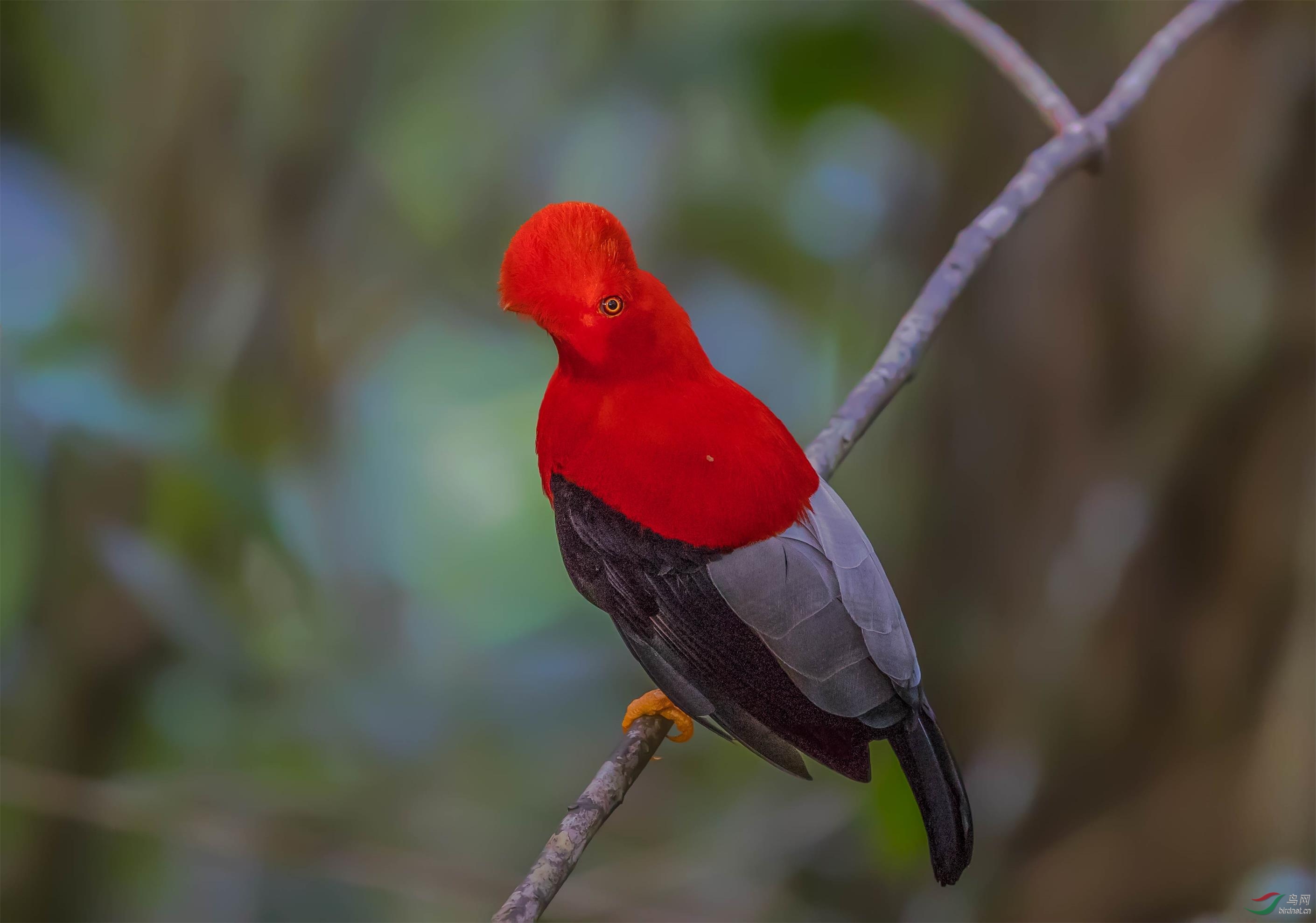 安第斯冠伞鸟 贺获鸟网首页鸟类精华!