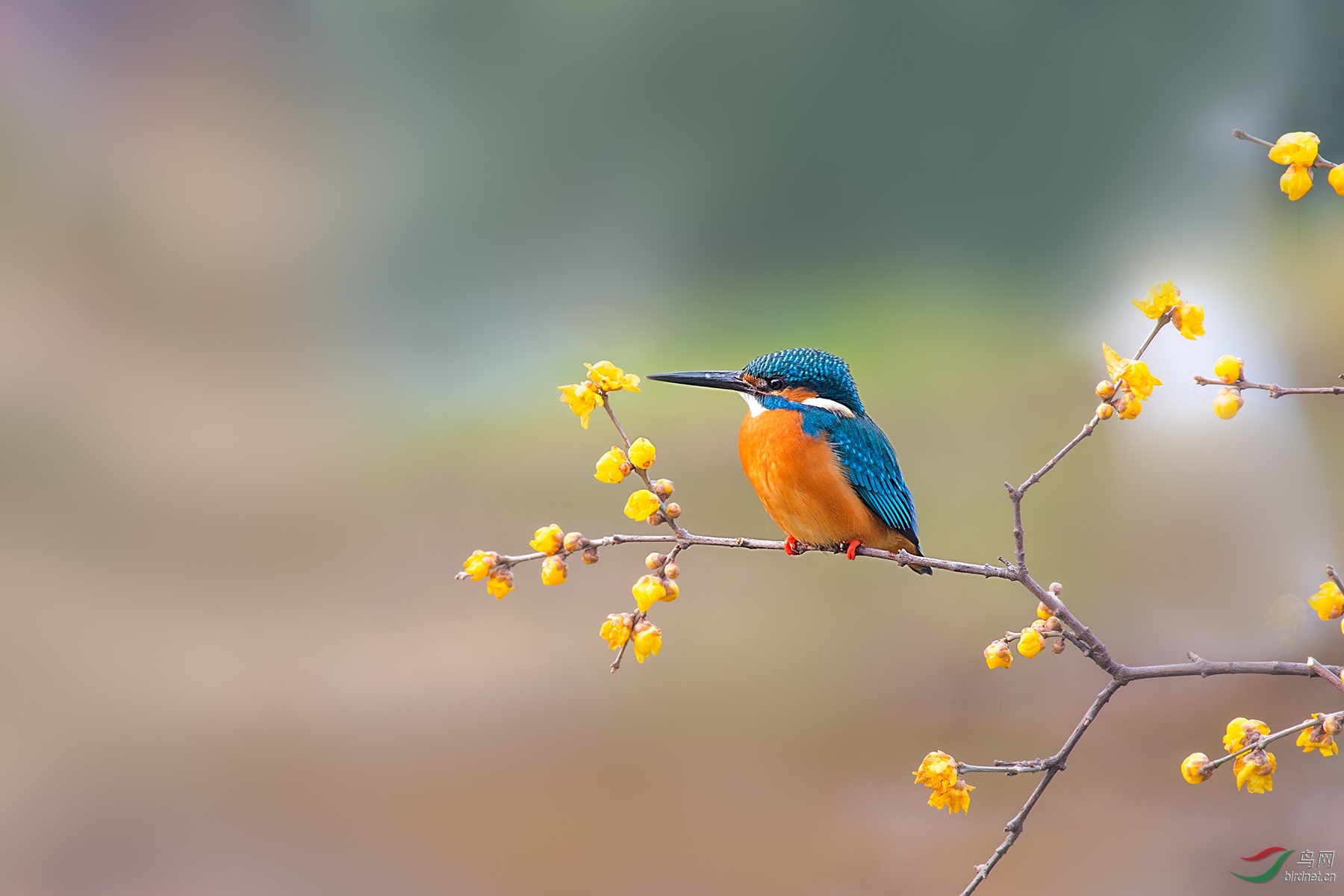 梅花小翠迎春图贺获每日一图