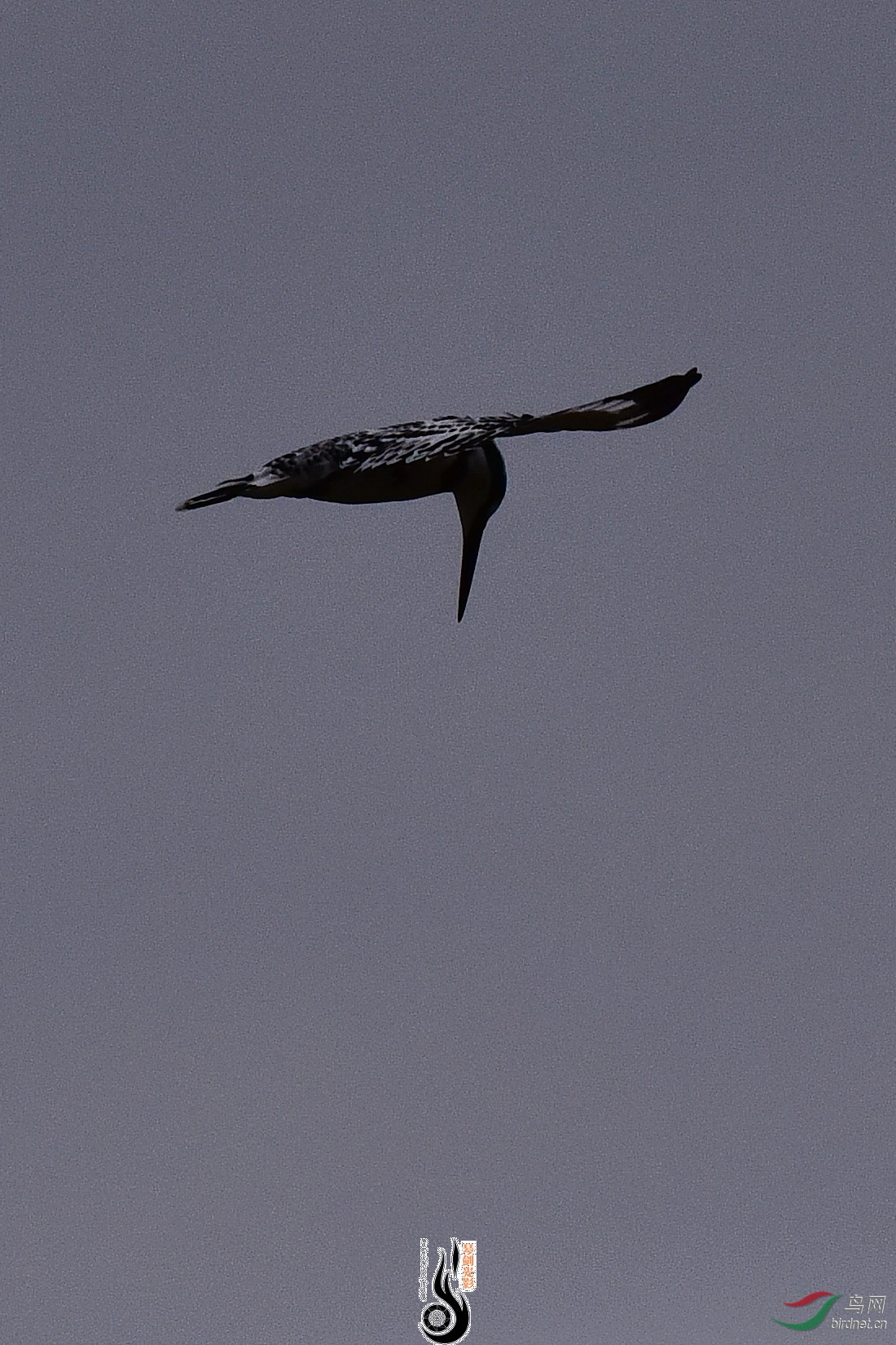 DSC_1013.JPG