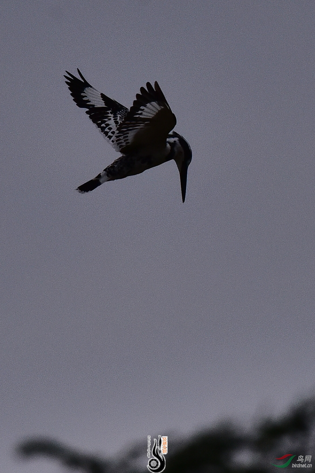DSC_1014.JPG