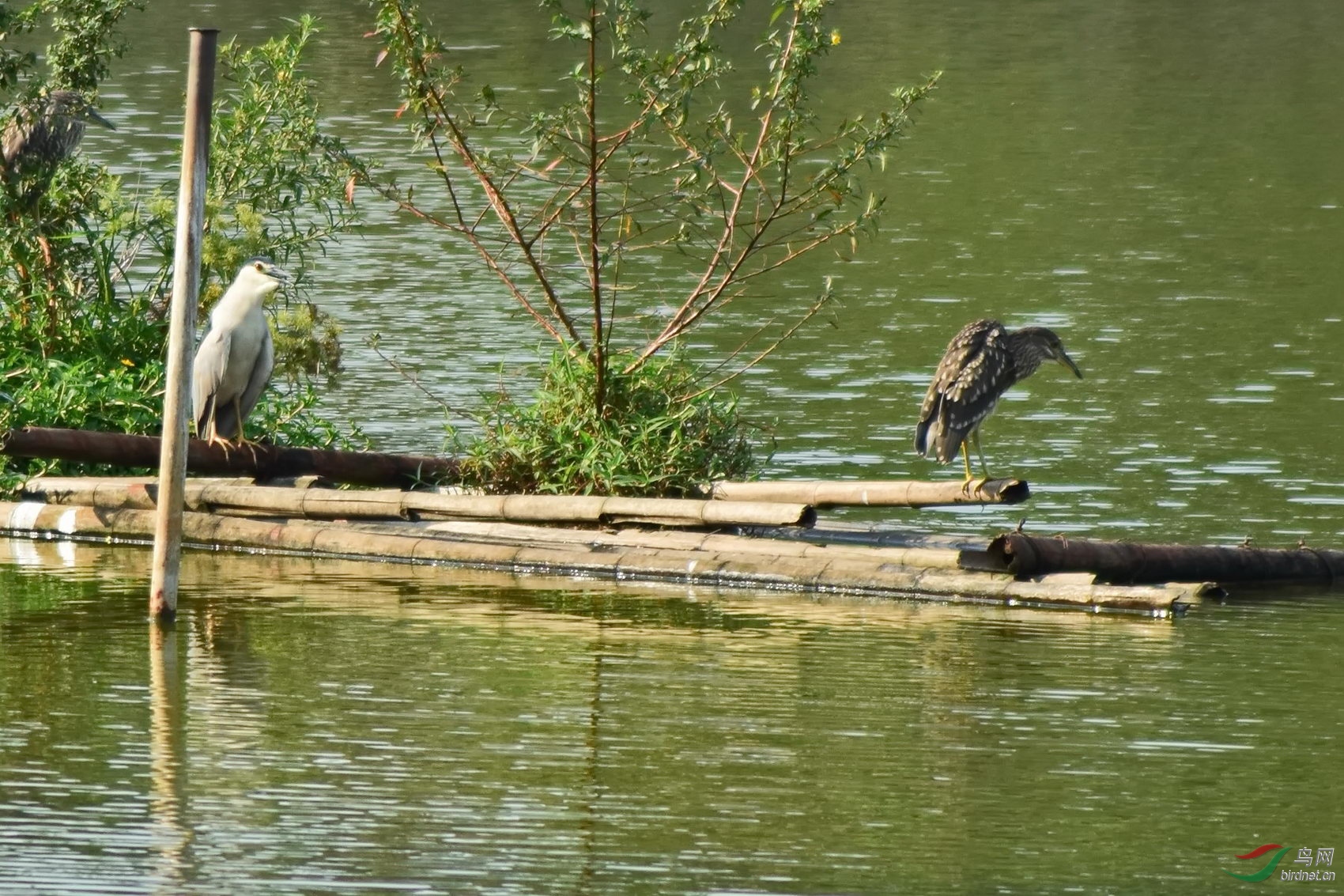 DSC_1558.JPG
