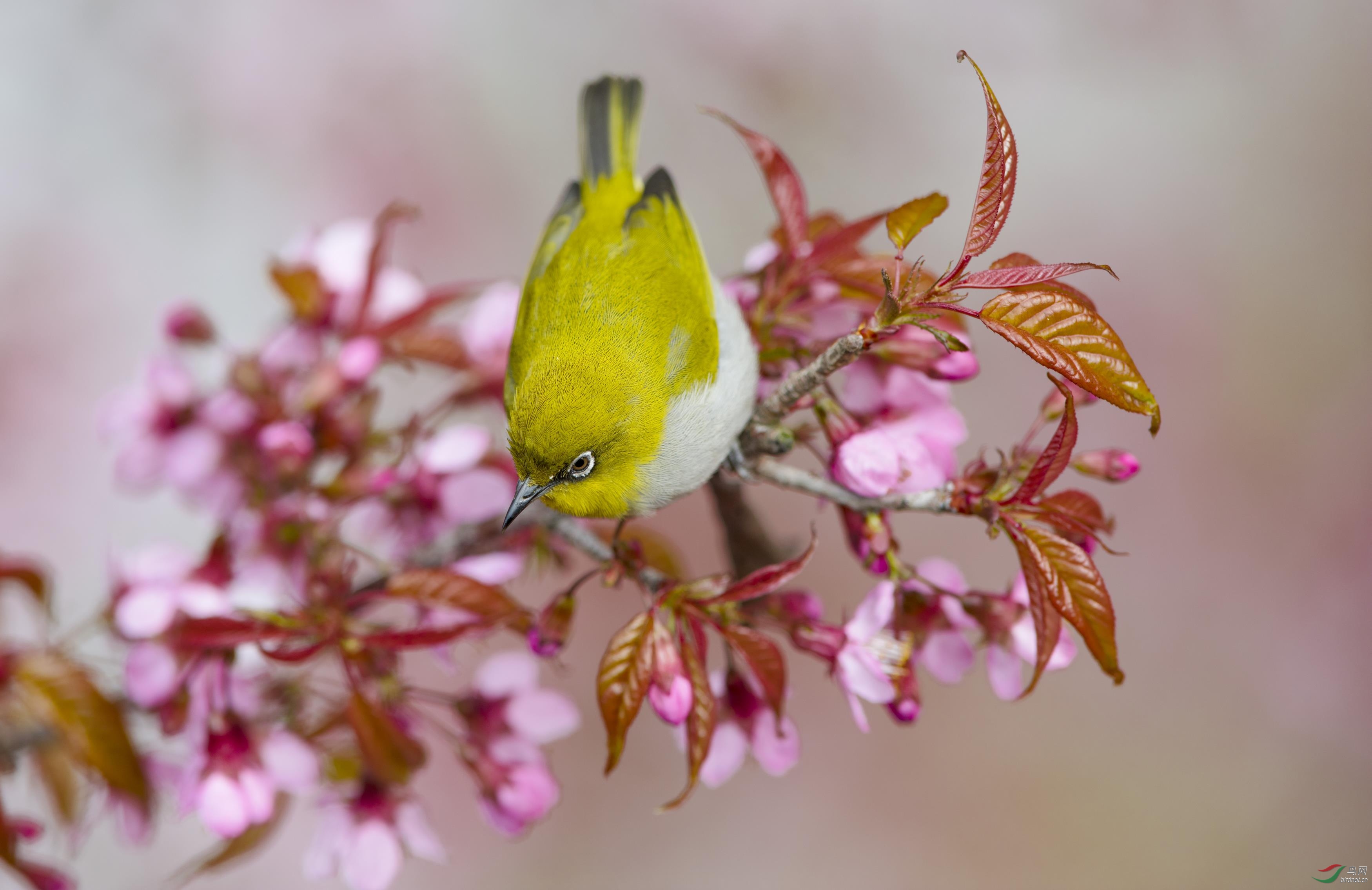 绣眼- 浙江版 zhejiang 鸟网