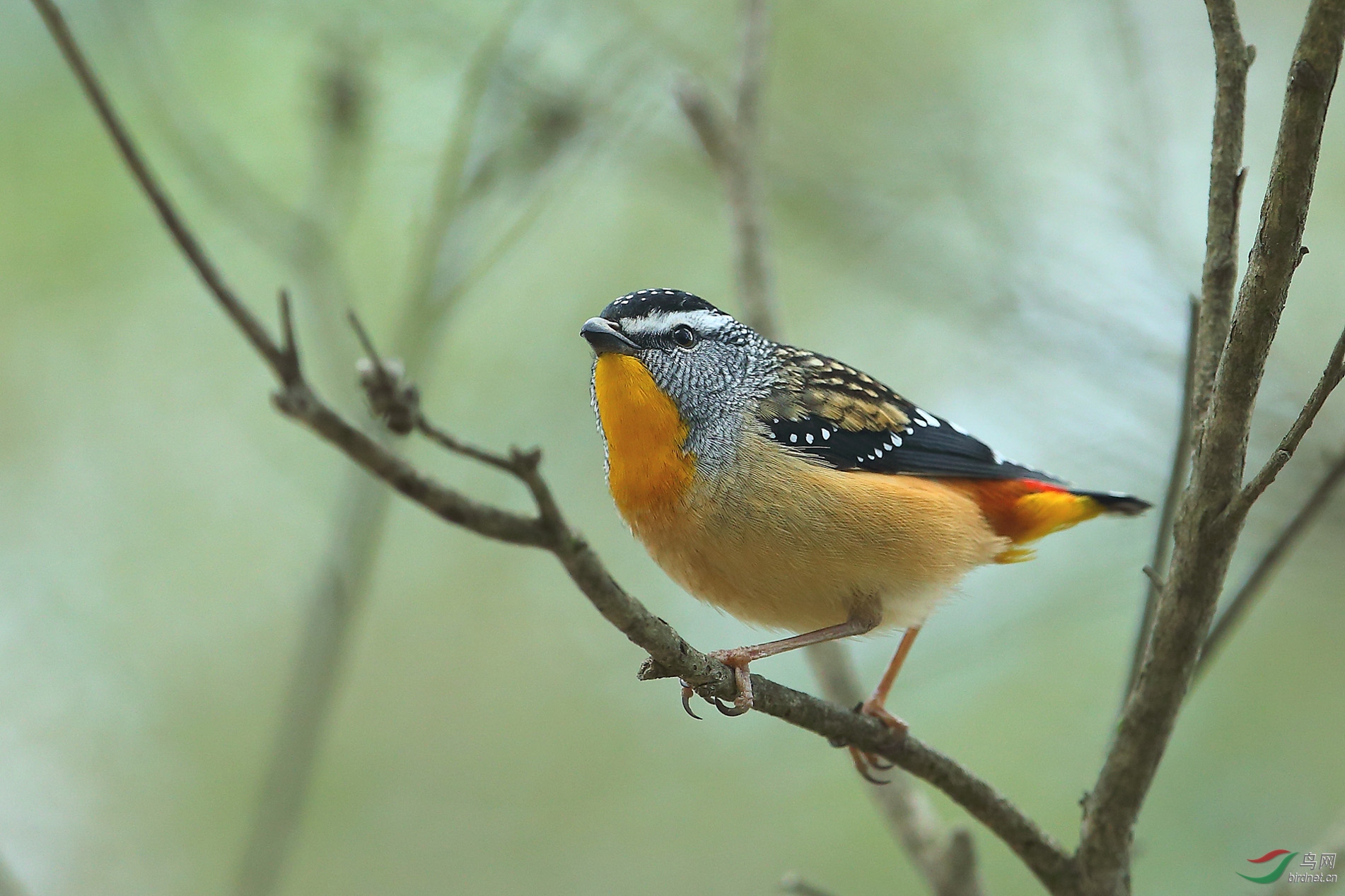 钻石鸟( 恭贺老师佳作荣获鸟类精华)