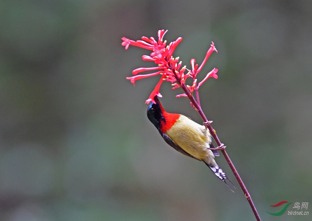 ��1188����β̫����1712A001 (631).JPG