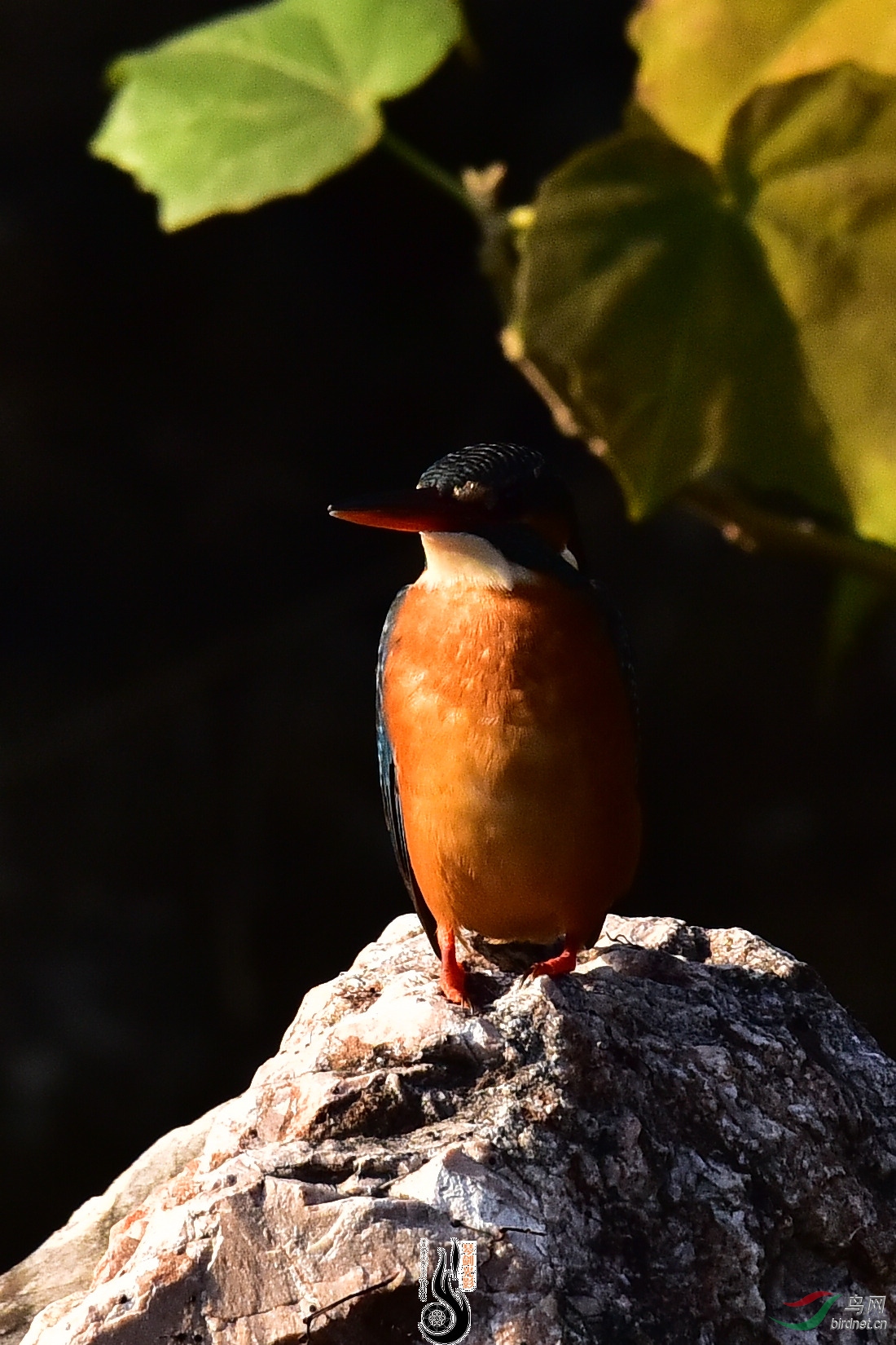 DSC_1033.JPG