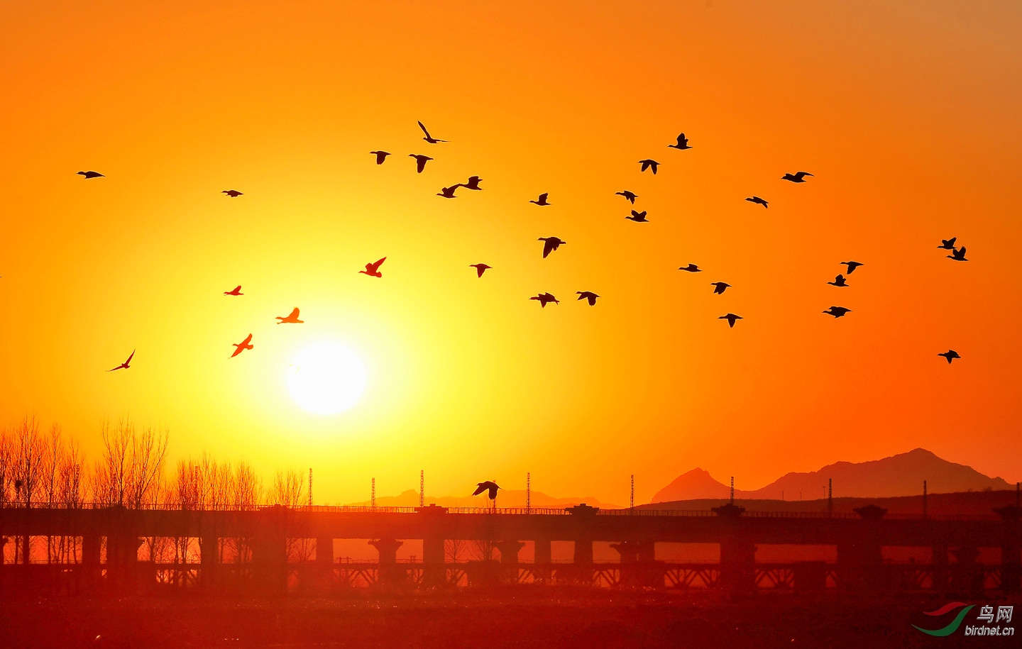夕阳群飞雁 - 辽宁版 liaoning 鸟网