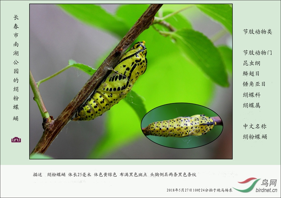 节肢动物系列 绢粉蝶