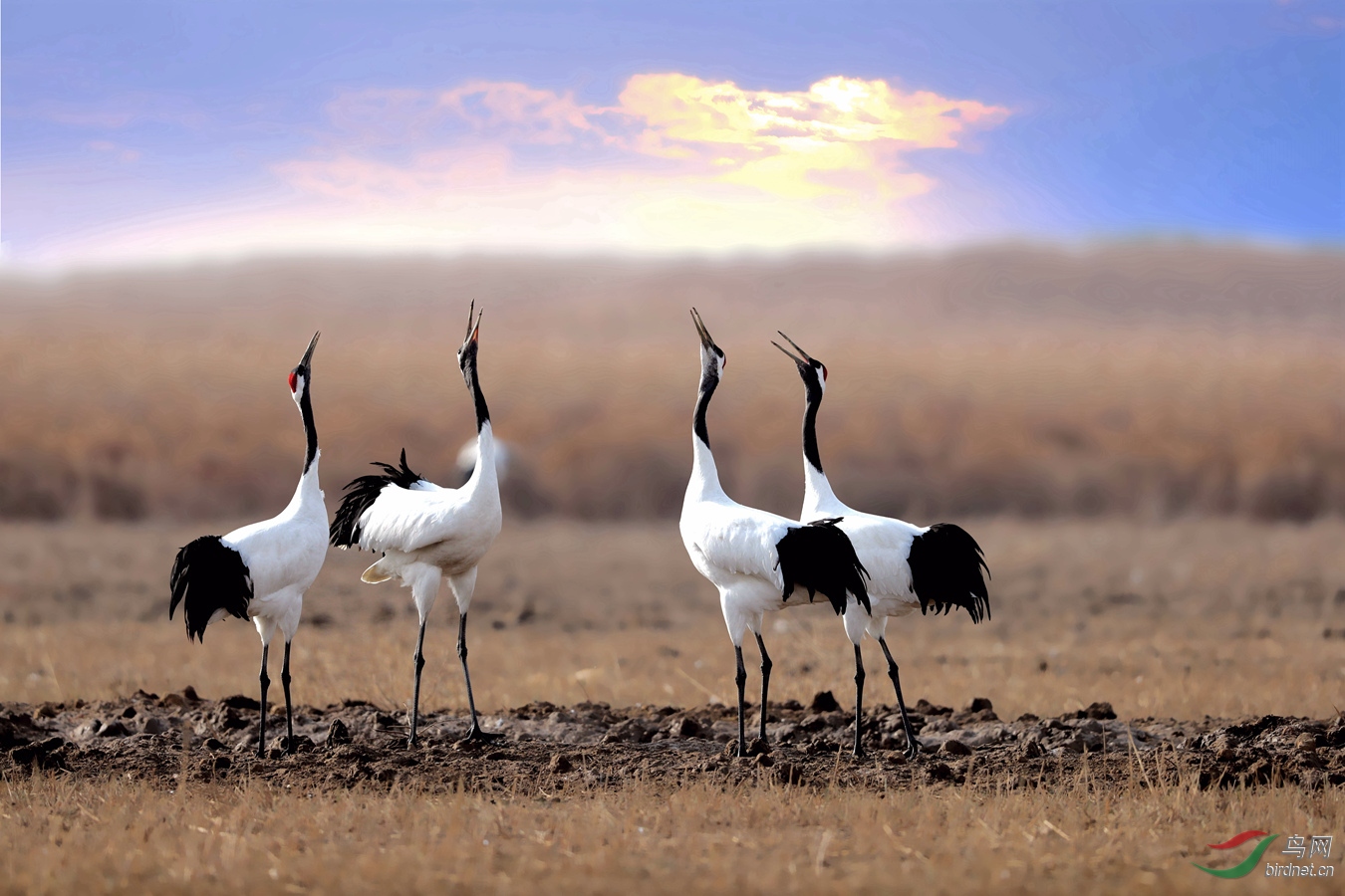 鹤鸣九皋声闻于天 - 艺术创意 鸟网