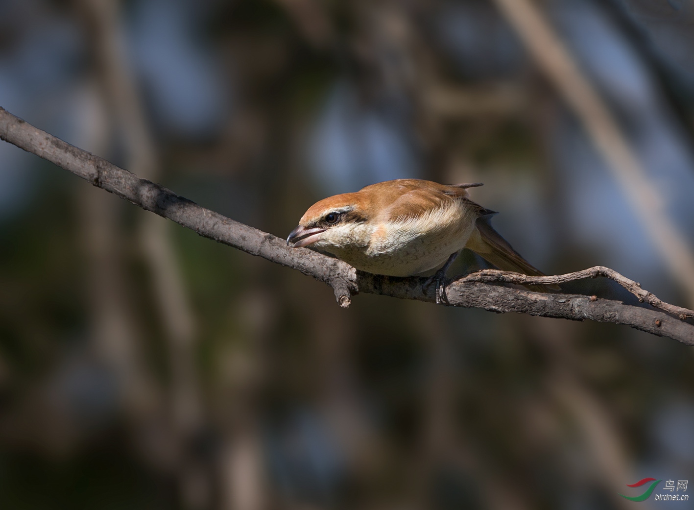 ţͷ����_Q5P2168 (1)��С.jpg