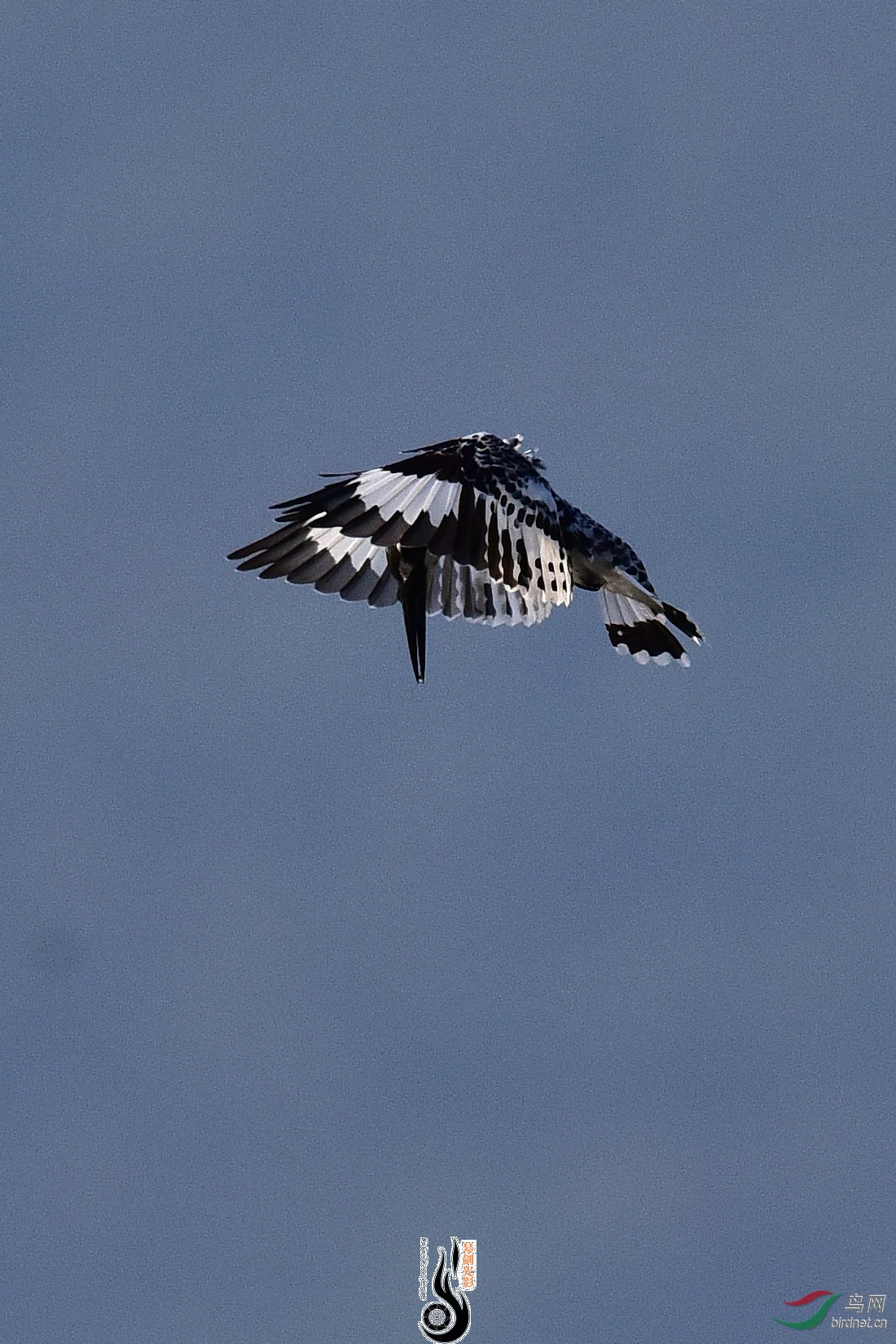 DSC_1049.JPG