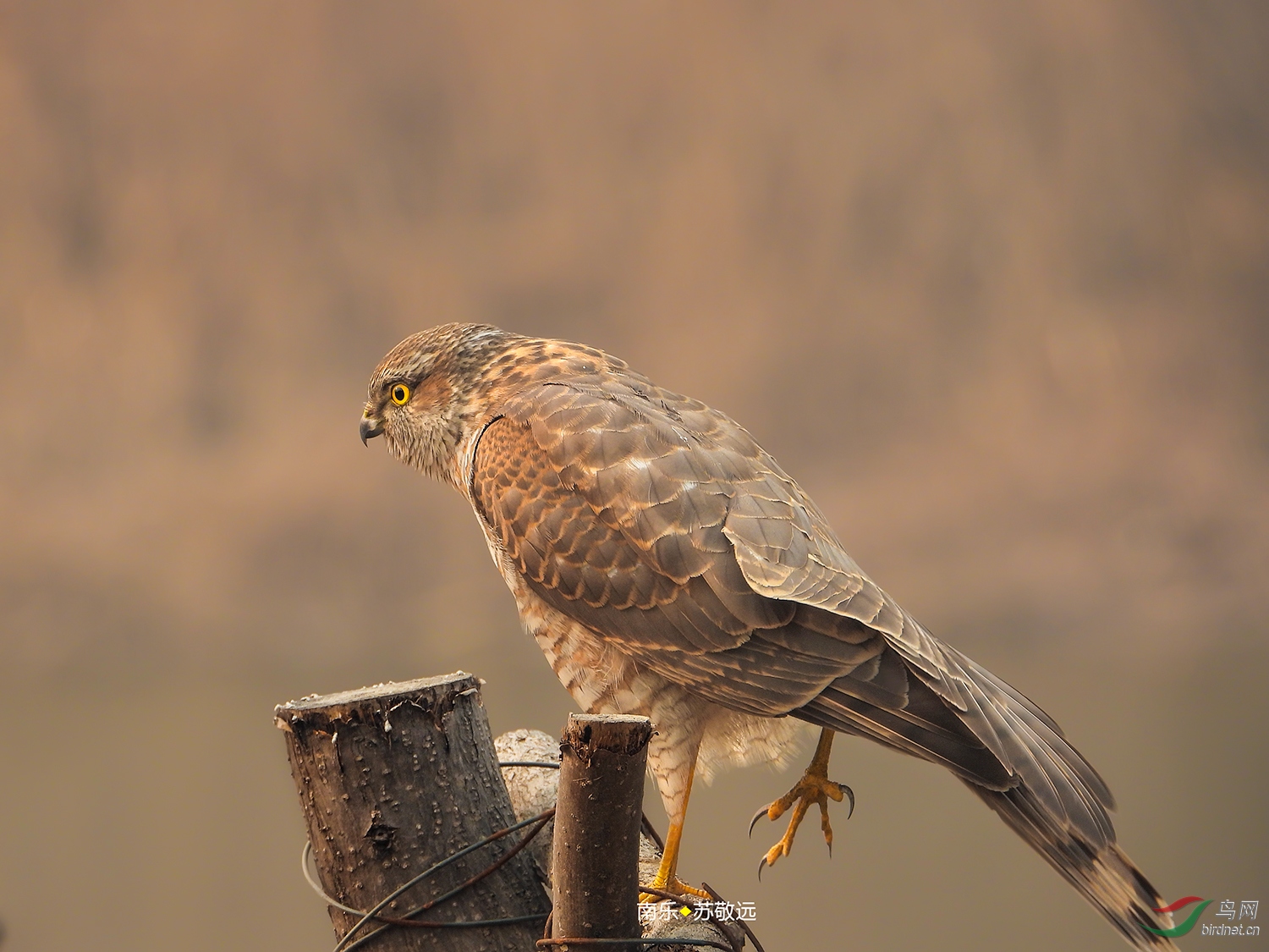使用长焦机等轻便器材拍鸟的实践与体会苏敬远