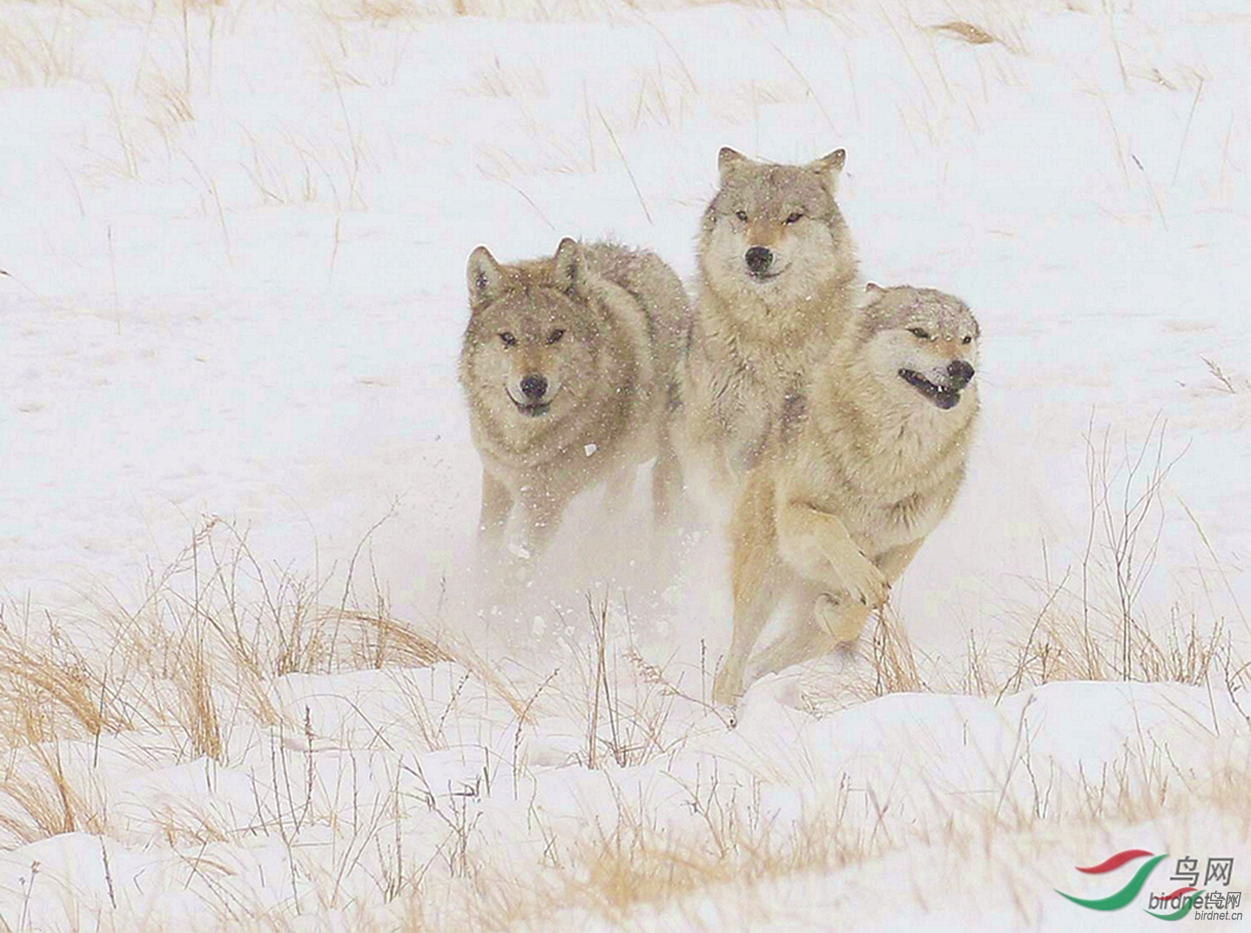 ����һƥ���Ա������� (1)_����.jpg