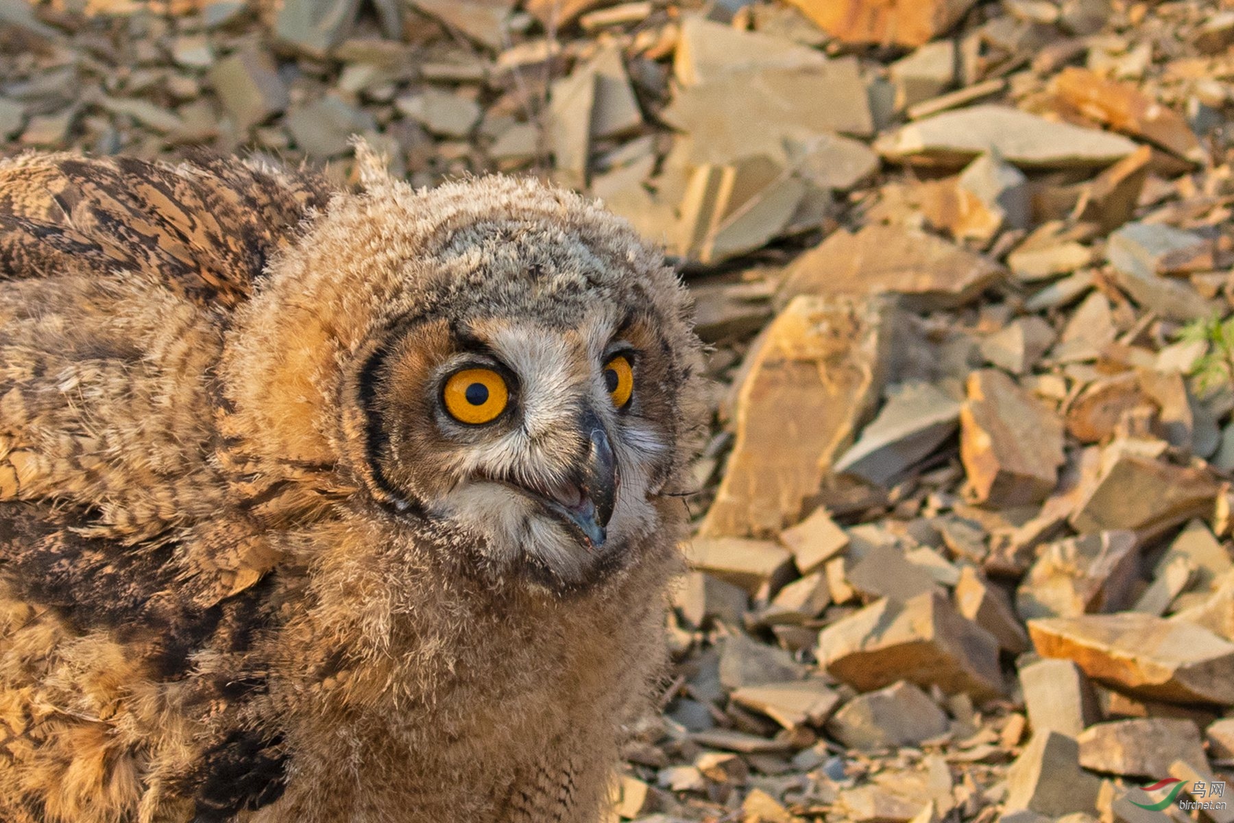 3S5A2462  ���ǵ��^_����.jpg