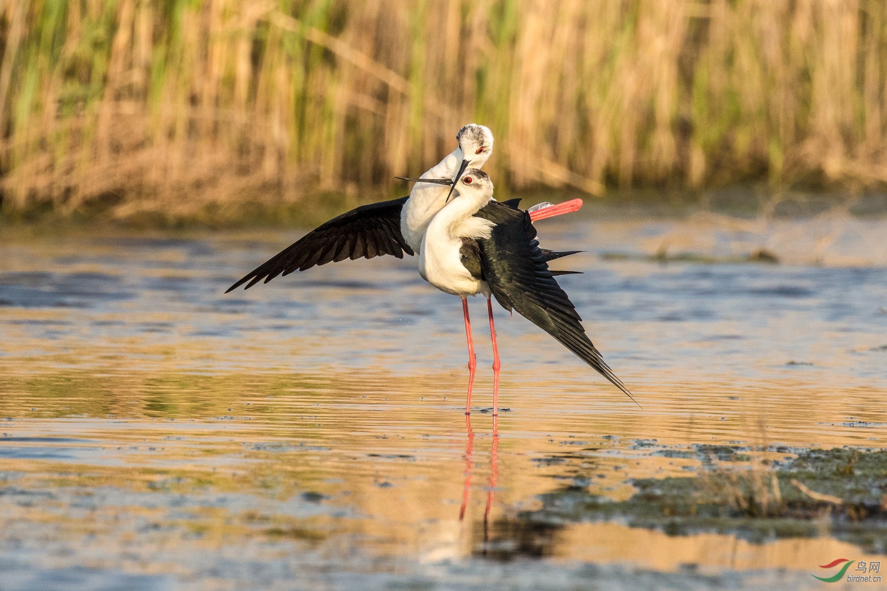 3S5A9222  �ڳ᳤����_����.jpg