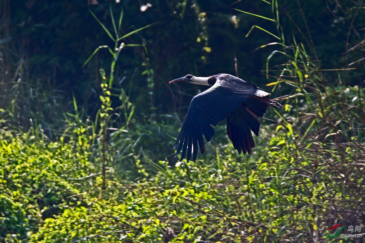 ���� (62)-1.jpg