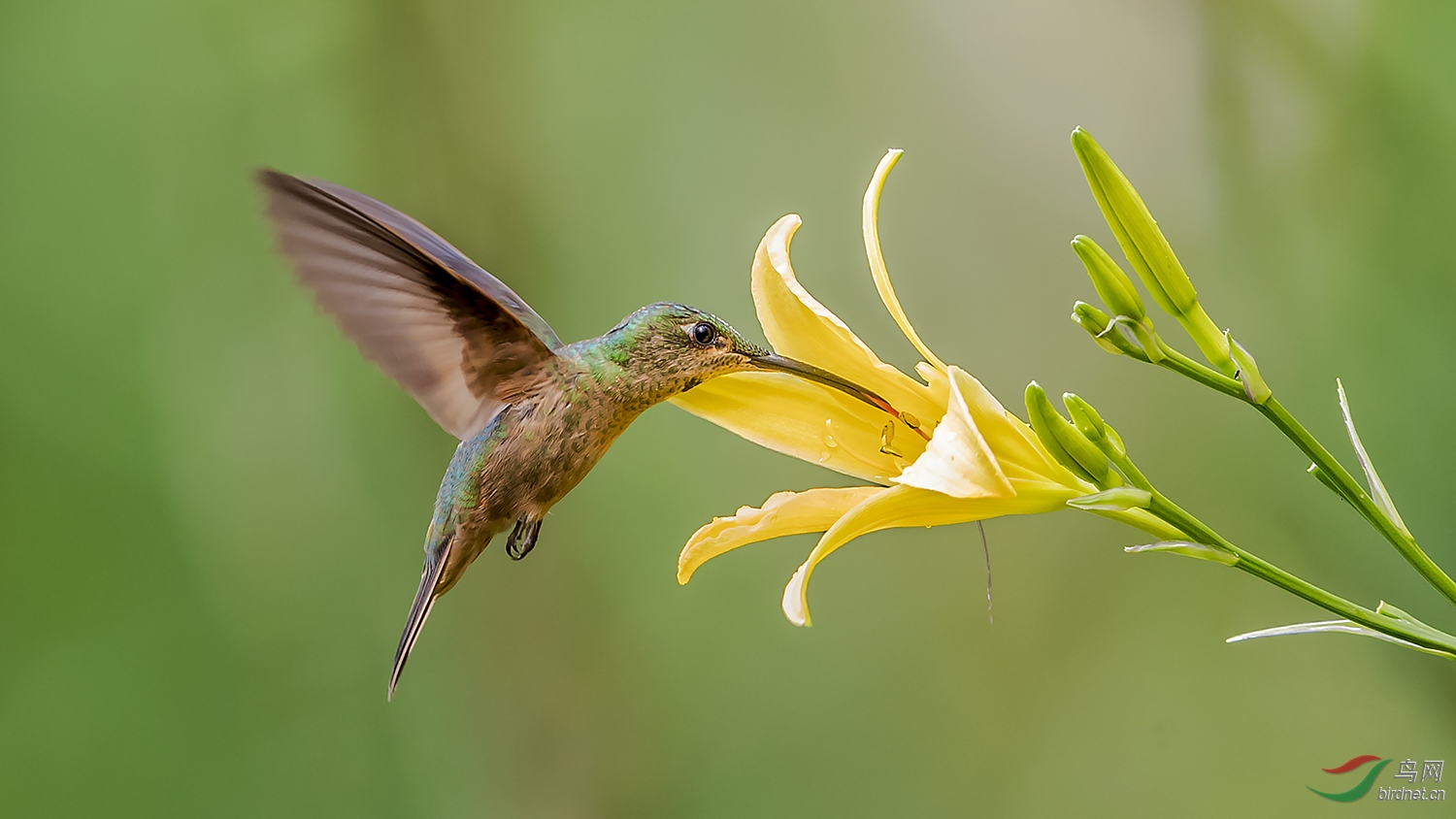 花鸟图《棕胸辉蜂鸟》~祝贺荣获首页鸟类精华!