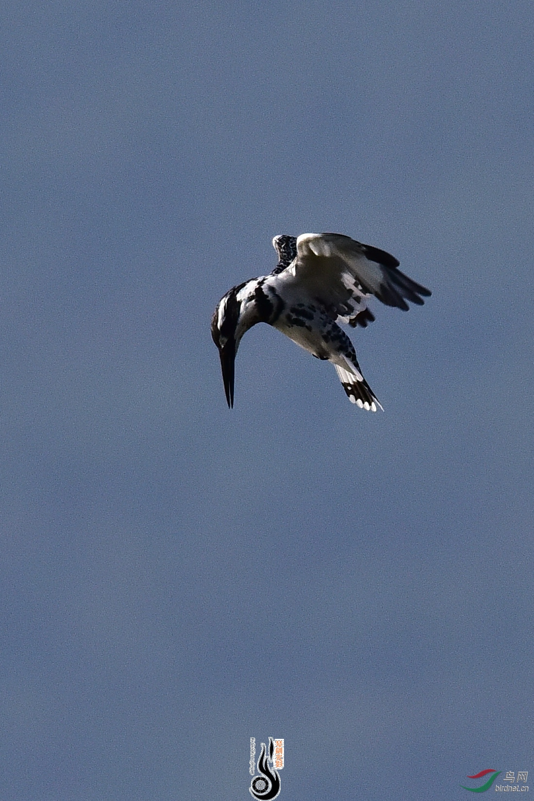 DSC_1050.JPG