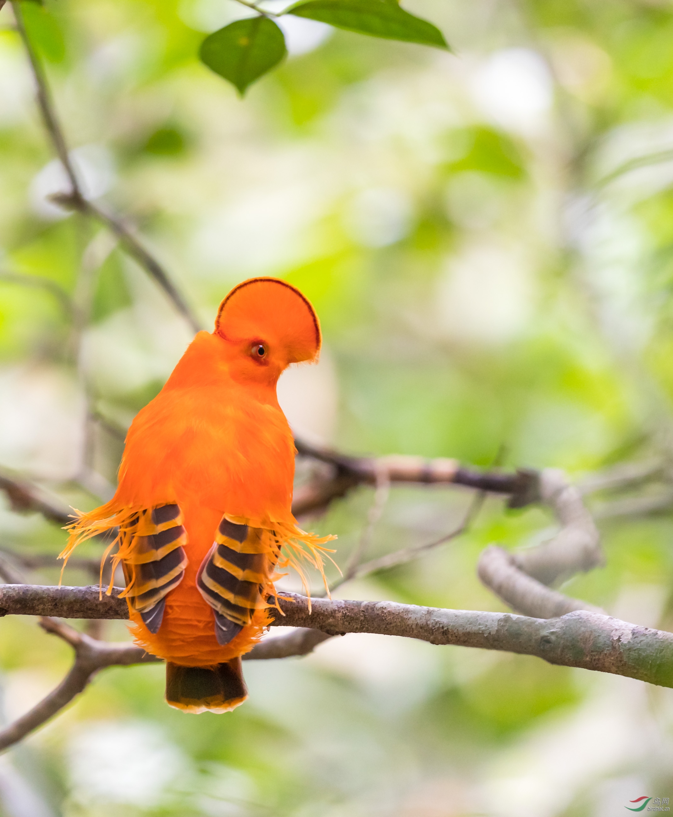 瞧瞧哪边是嘴巴——圭亚那动冠伞鸟