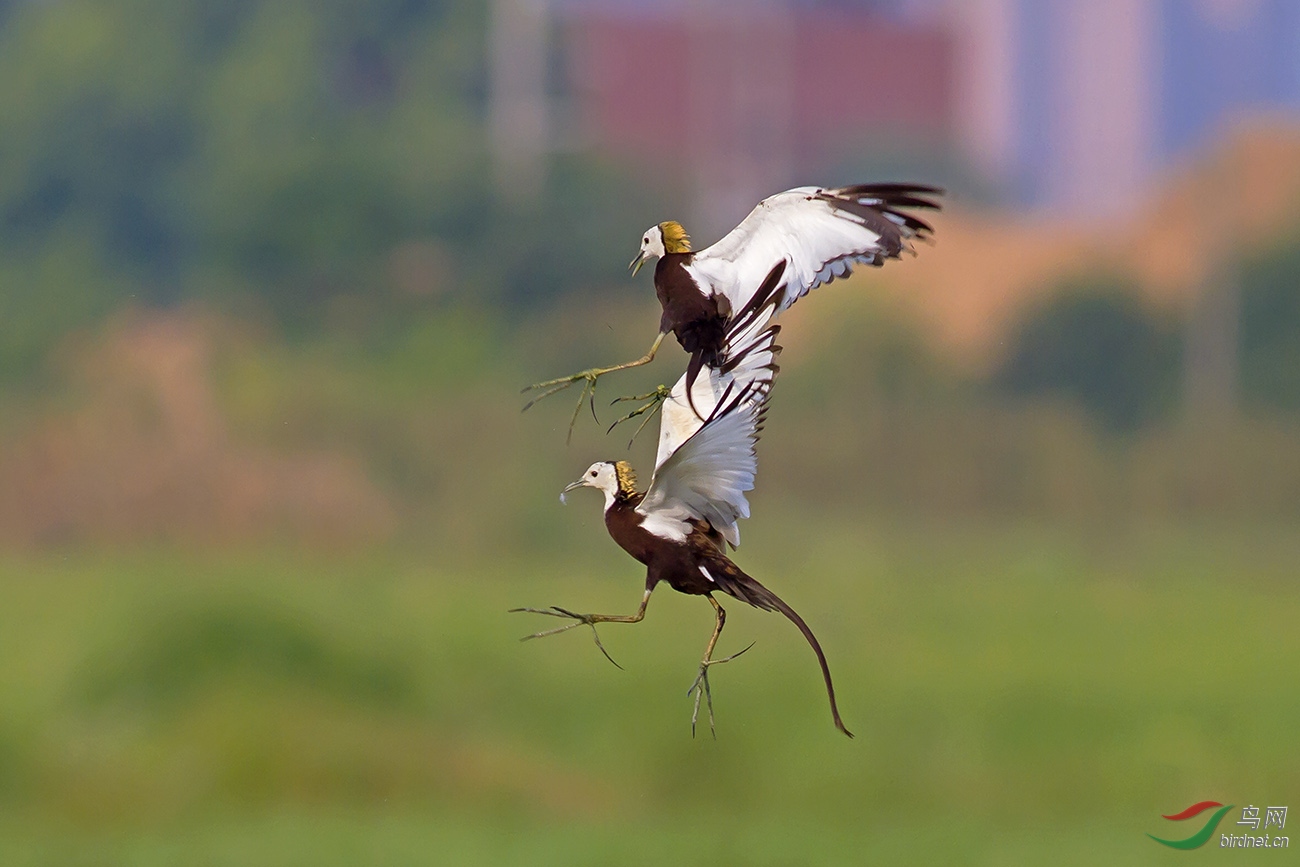 IMG_3690-0.jpg