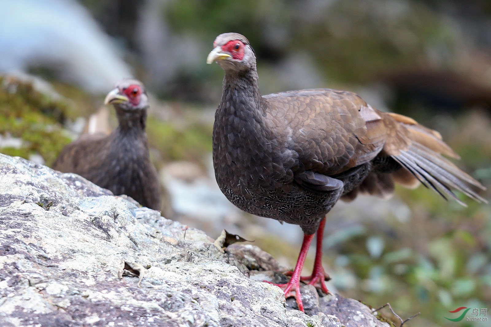 白鹇- 贵州版 guizhou 鸟网