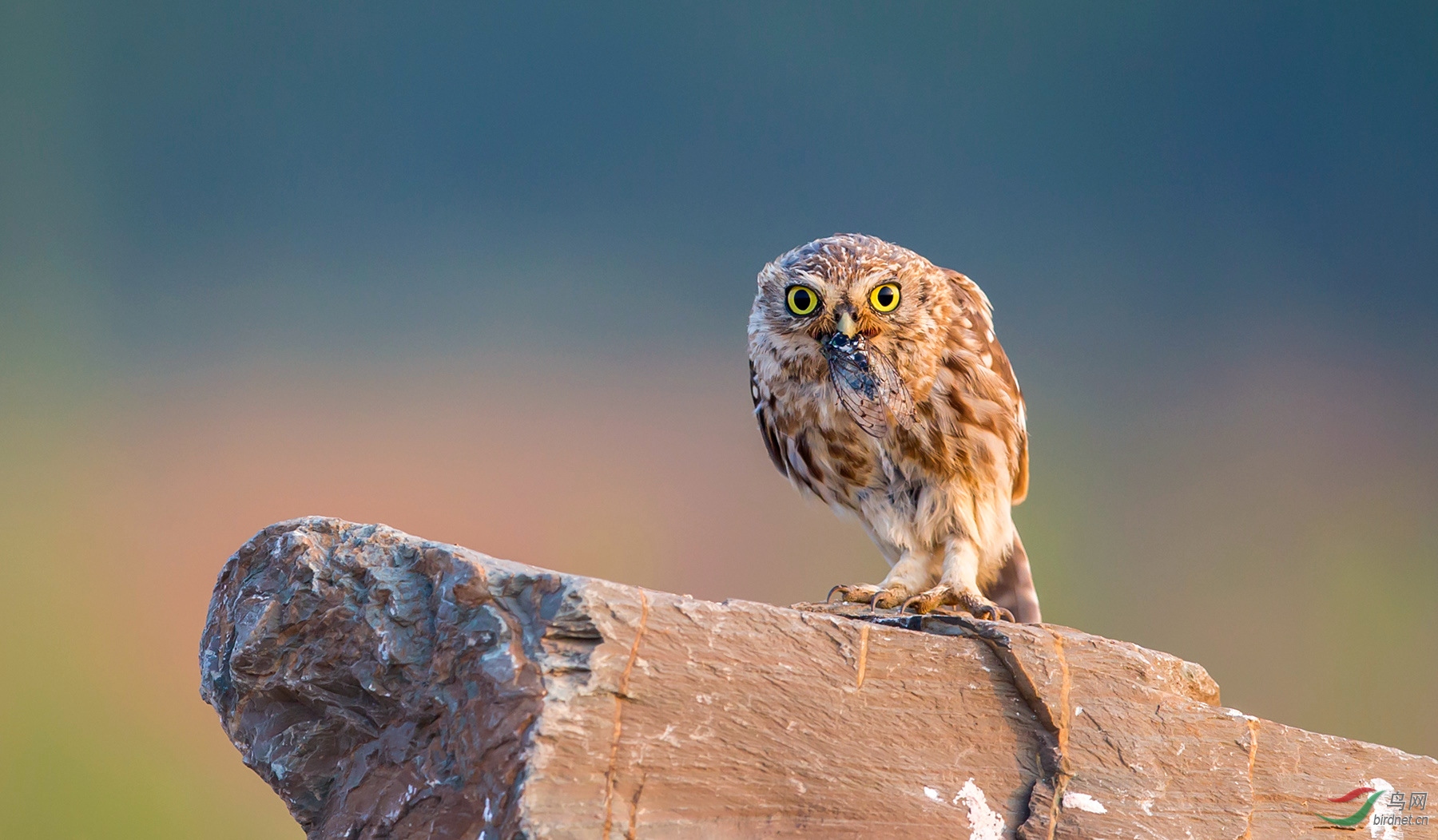 换个口味——纵纹腹小鸮